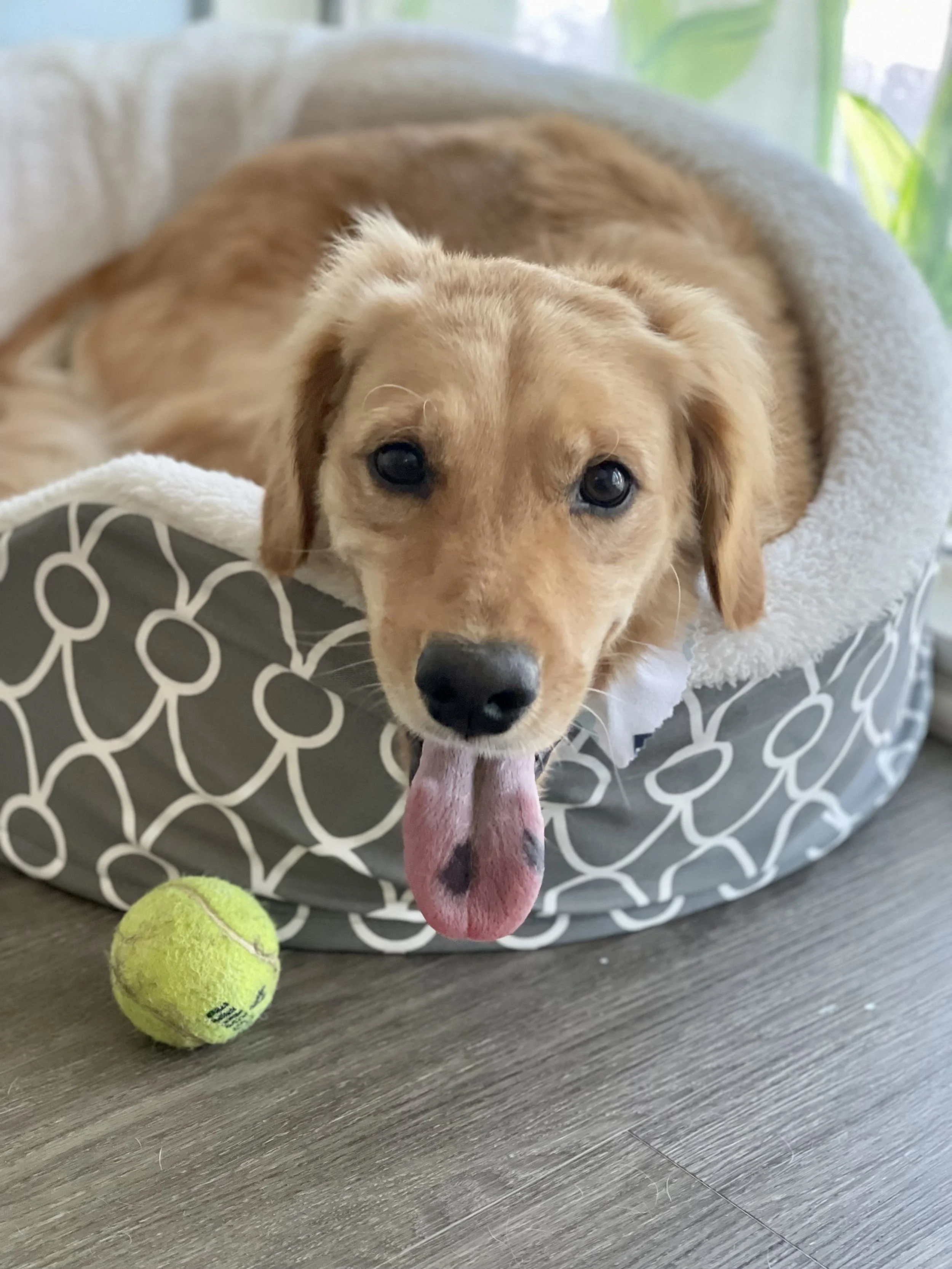 A golden retriever puppy lying in a patterned dog bed with a tennis ball nearby, sticking out its tongue.