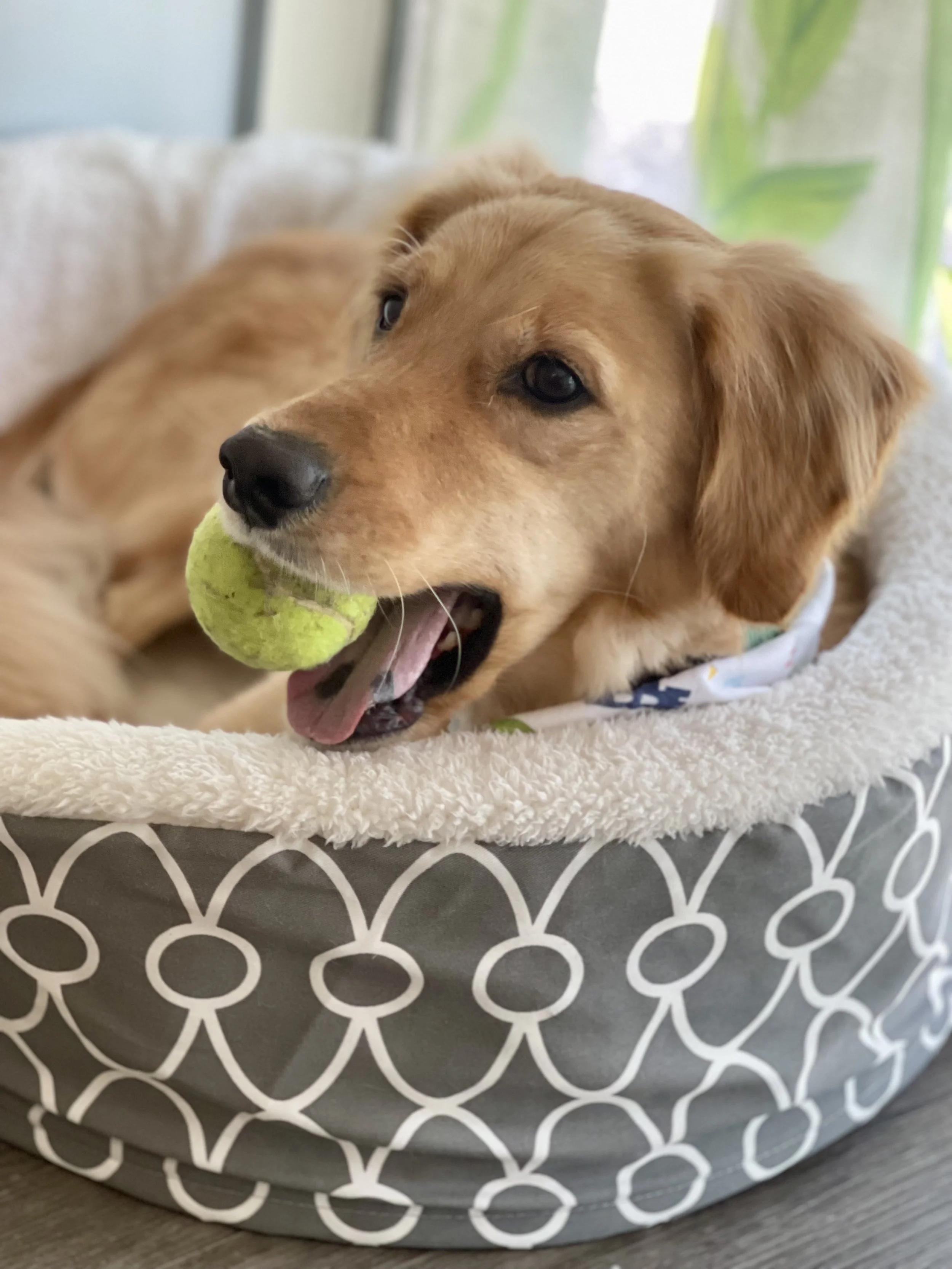 A golden retriever puppy in a patterned dog bed, playfully biting a green tennis ball.