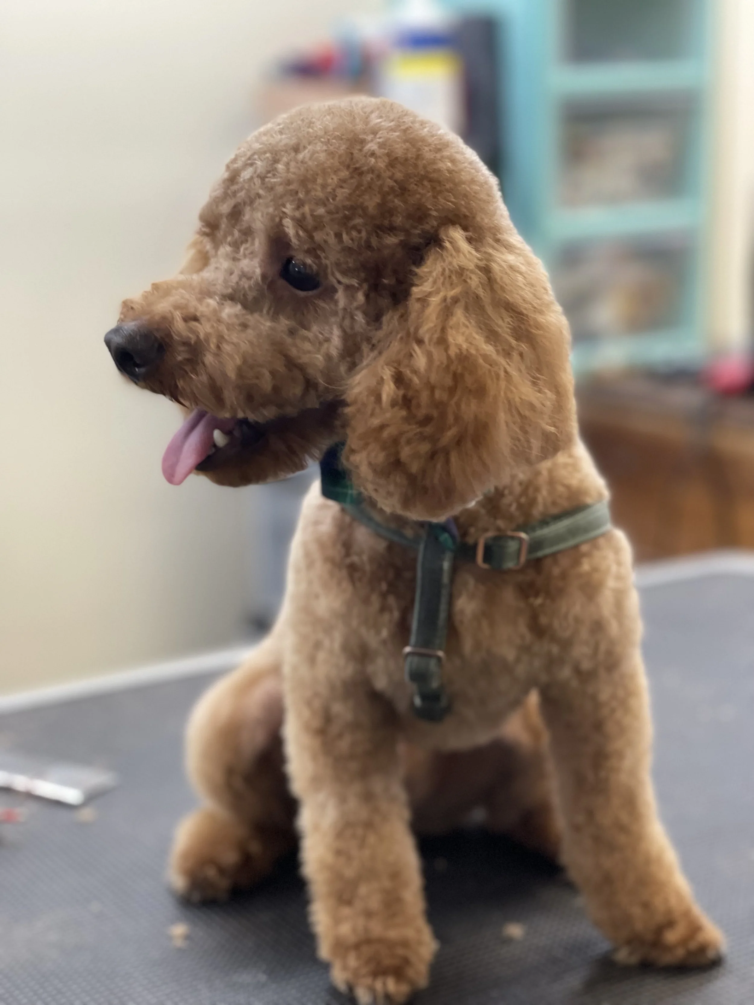 A brown puppy with floppy ears sitting on a grooming table with some grooming tools nearby, sticking its tongue out.