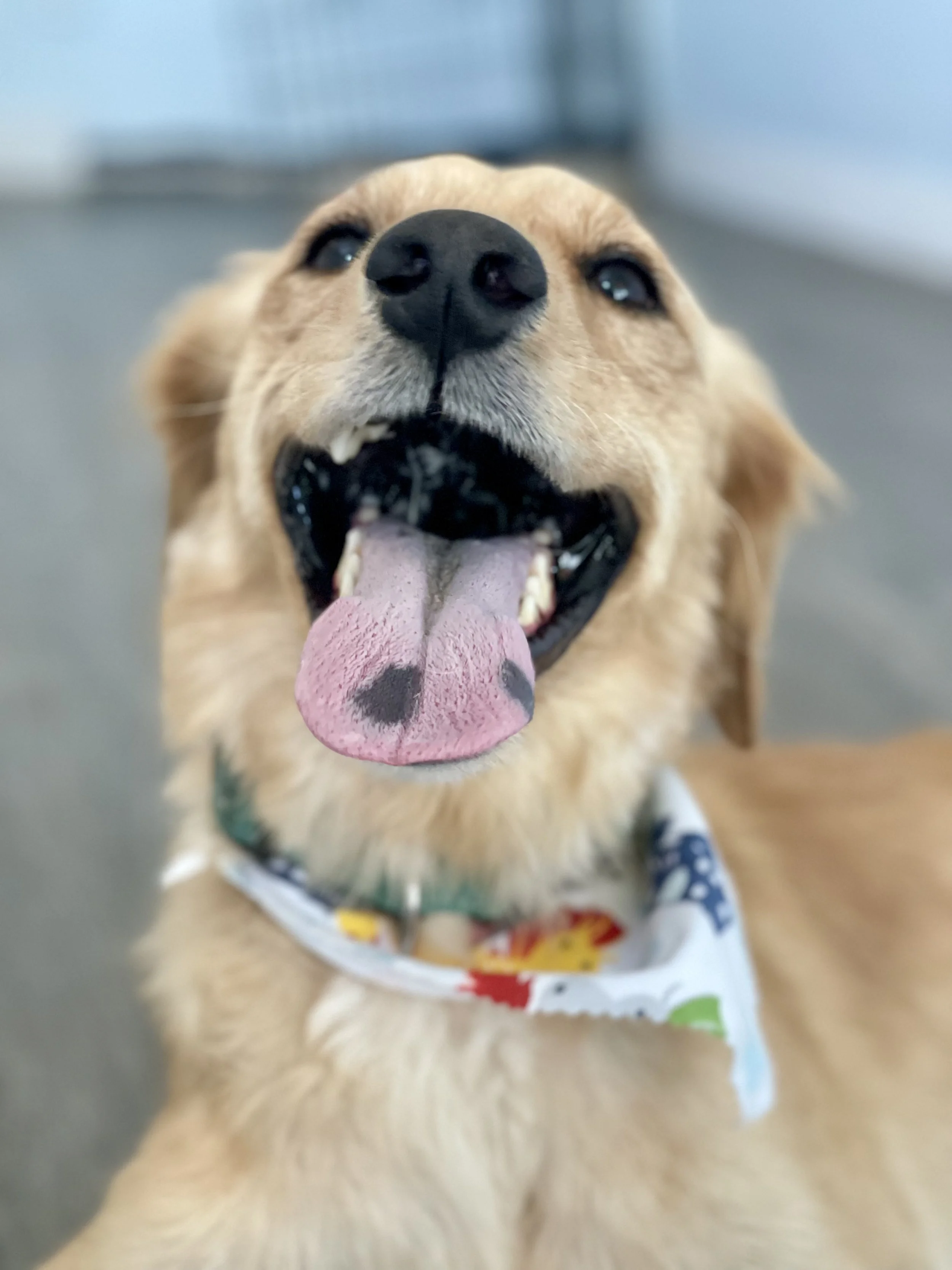 A happy golden retriever dog with its mouth open, tongue out, and wearing a colorful bandana.