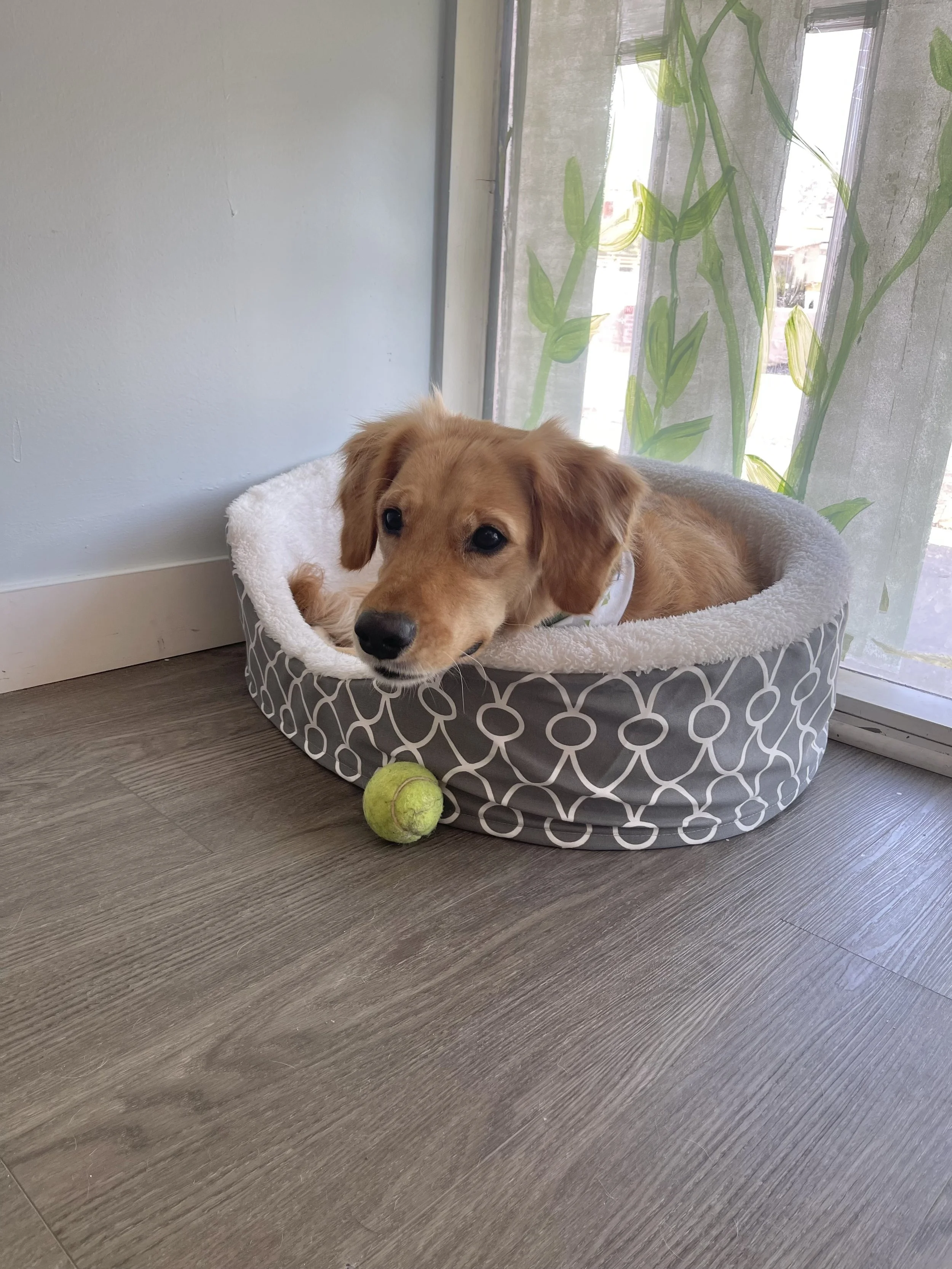 A small, light brown puppy lying in a gray pet bed with a white fleece lining, near a window with sheer curtains that have green leaf patterns. A tennis ball is on the floor in front of the bed.