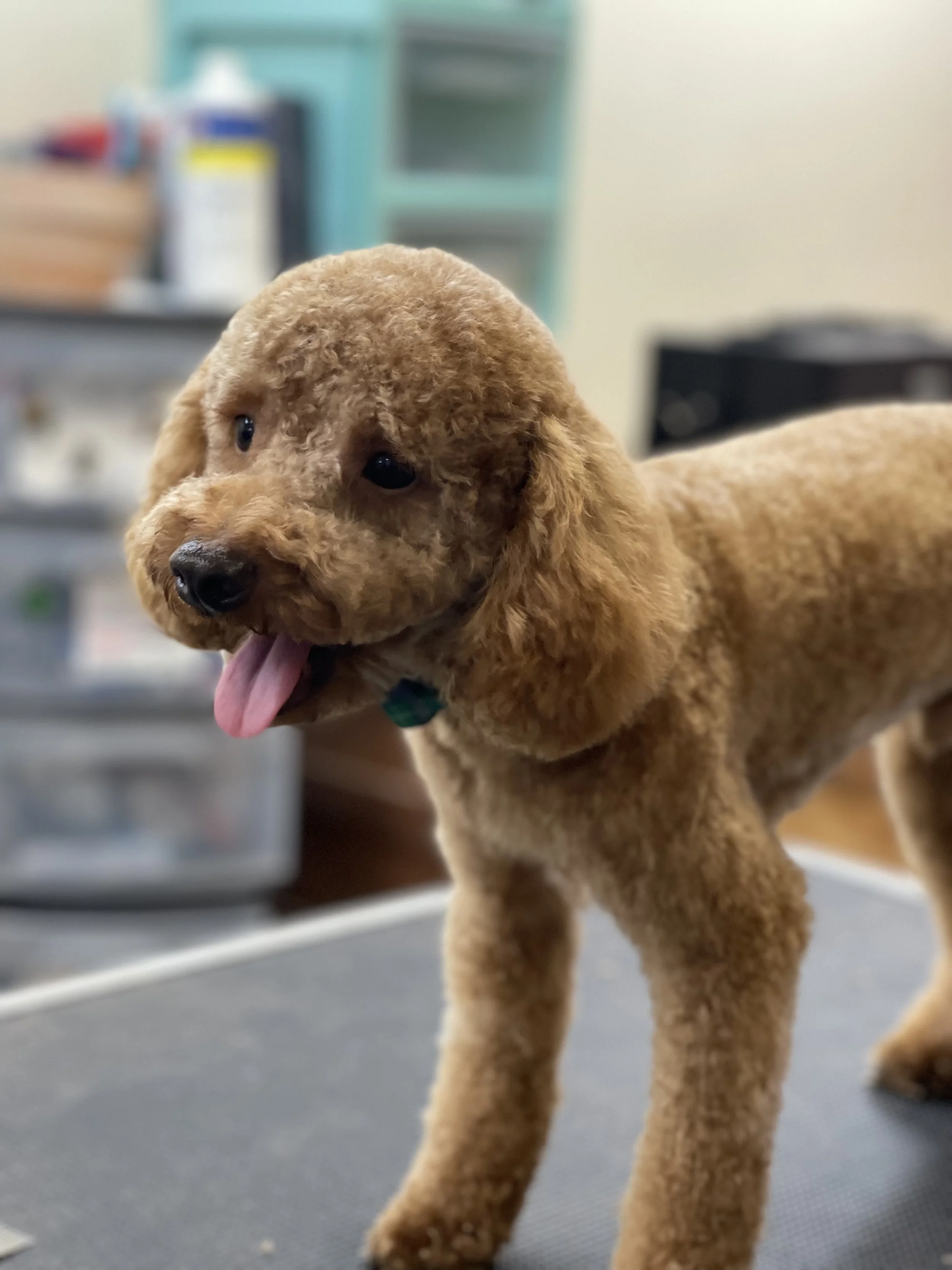 A fluffy brown puppy sticking out its pink tongue in a playful pose on a grooming table.