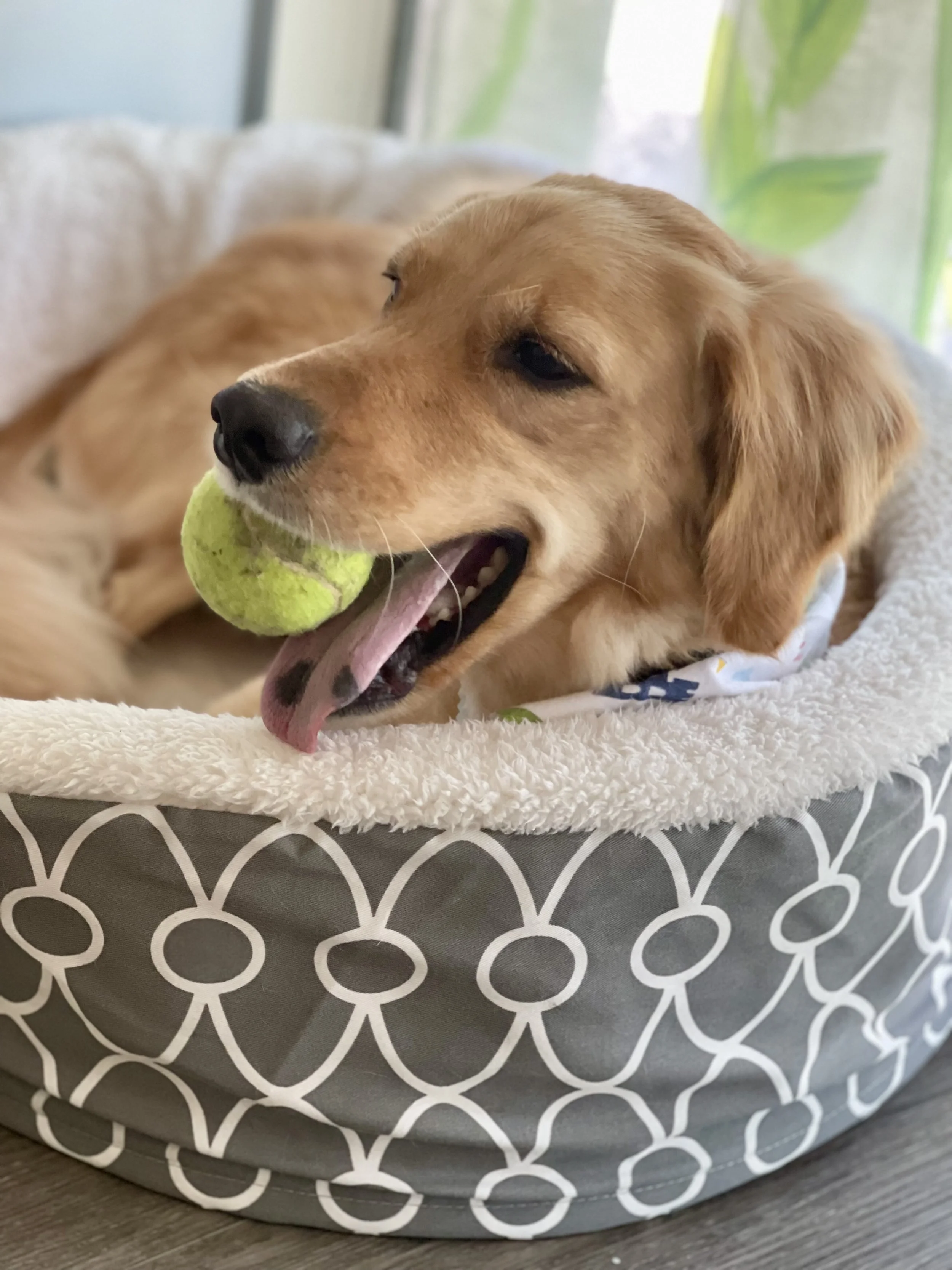 Golden retriever puppy lying in a pet bed holding a tennis ball in its mouth