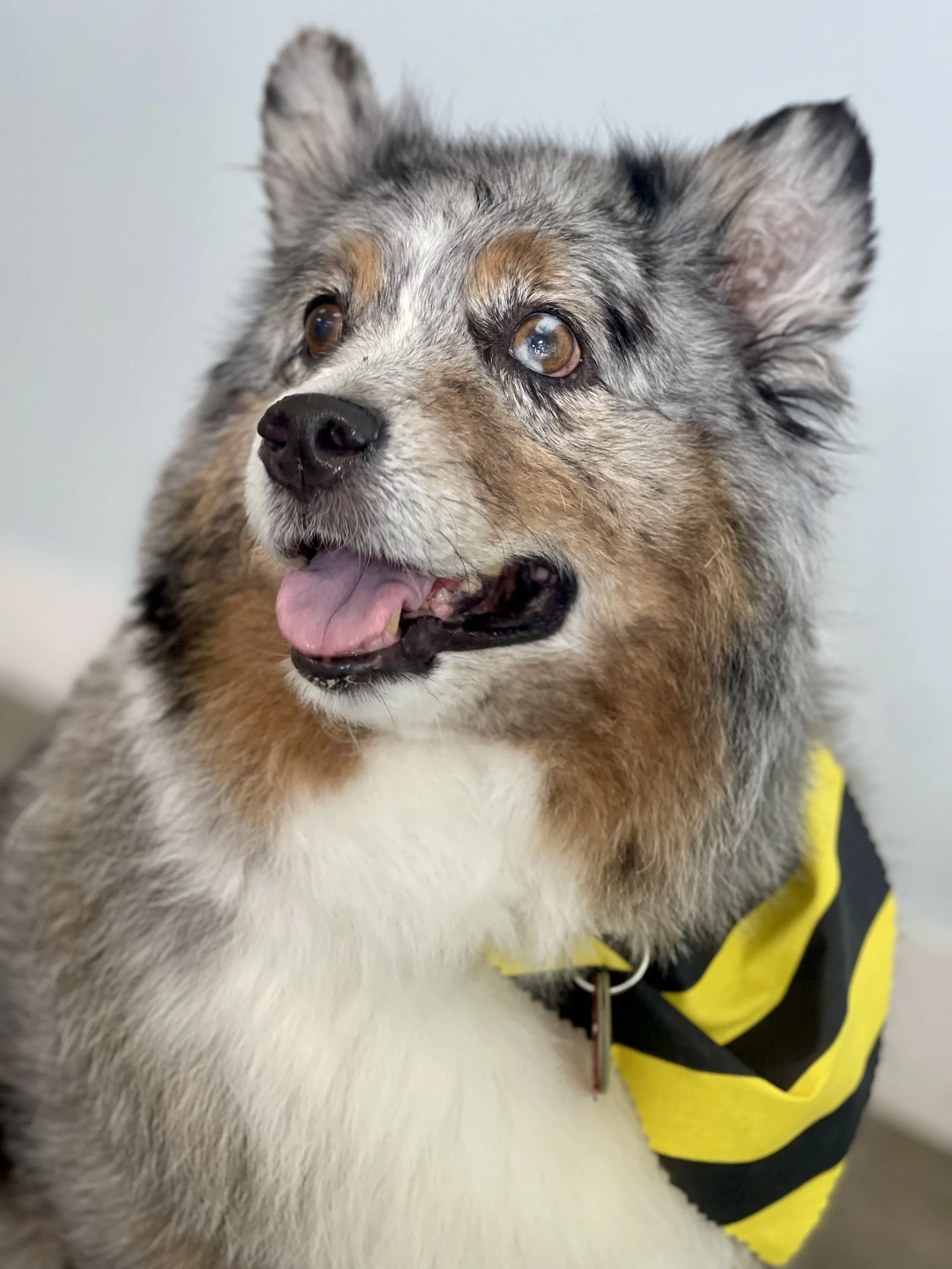 Close-up of a dog with a merle coat, wearing a yellow and black vest, with its tongue slightly out.