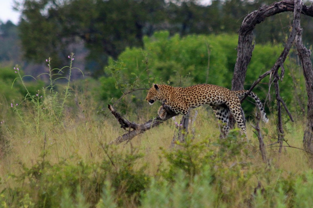 Leopard on a branch