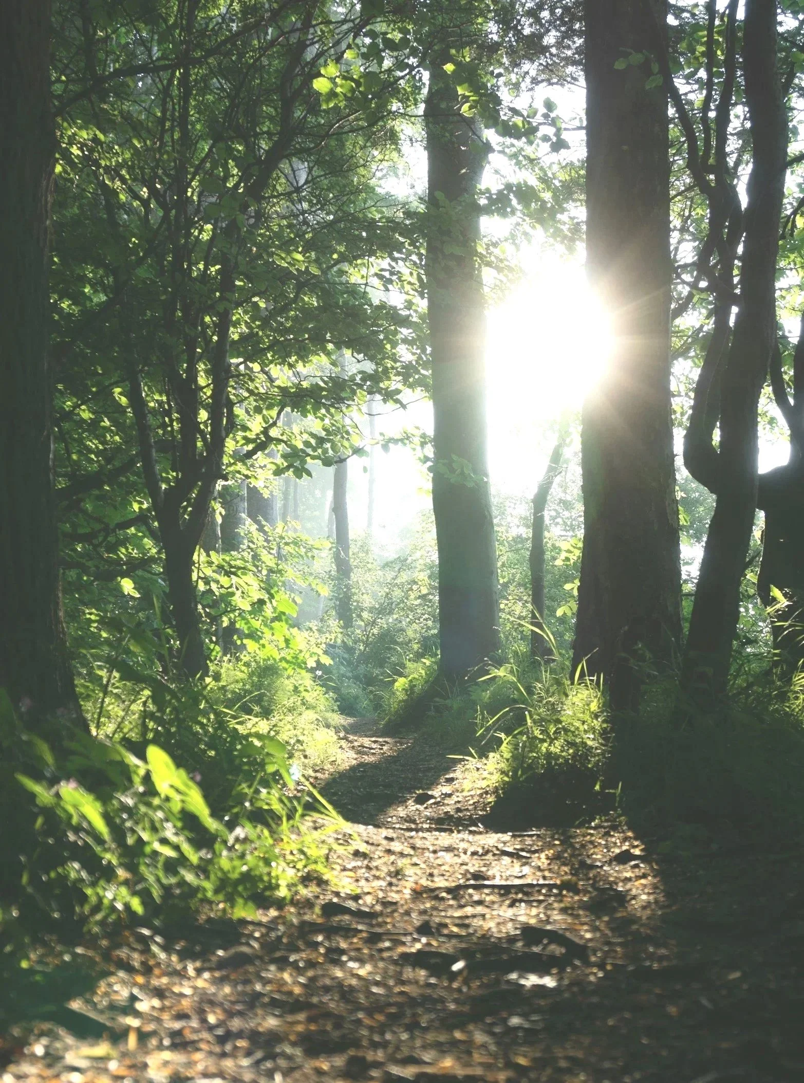 Soft green leaves in sunlight, evoking gentle support for pregnancy loss and difficult decisions.