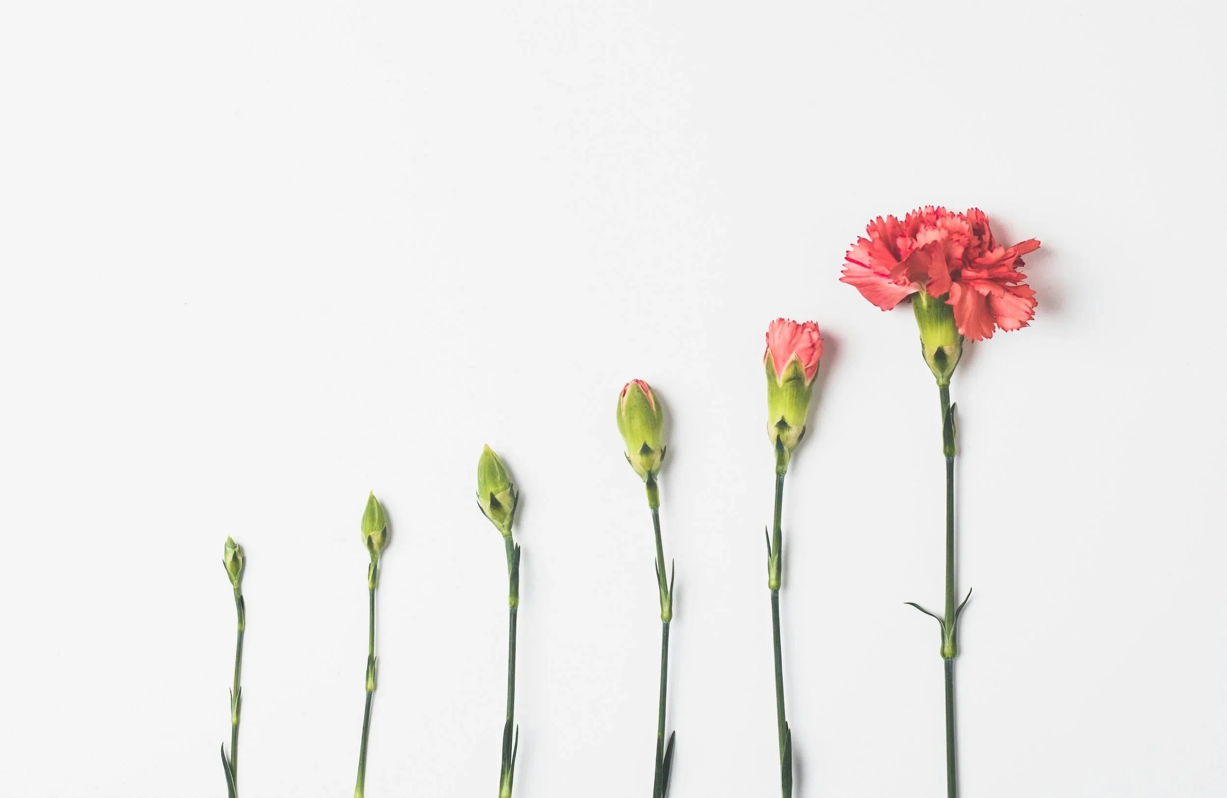 A series of pink carnations in various stages of blooming, arranged in a line on a white background.