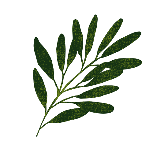 A green fern leaf on a black background.