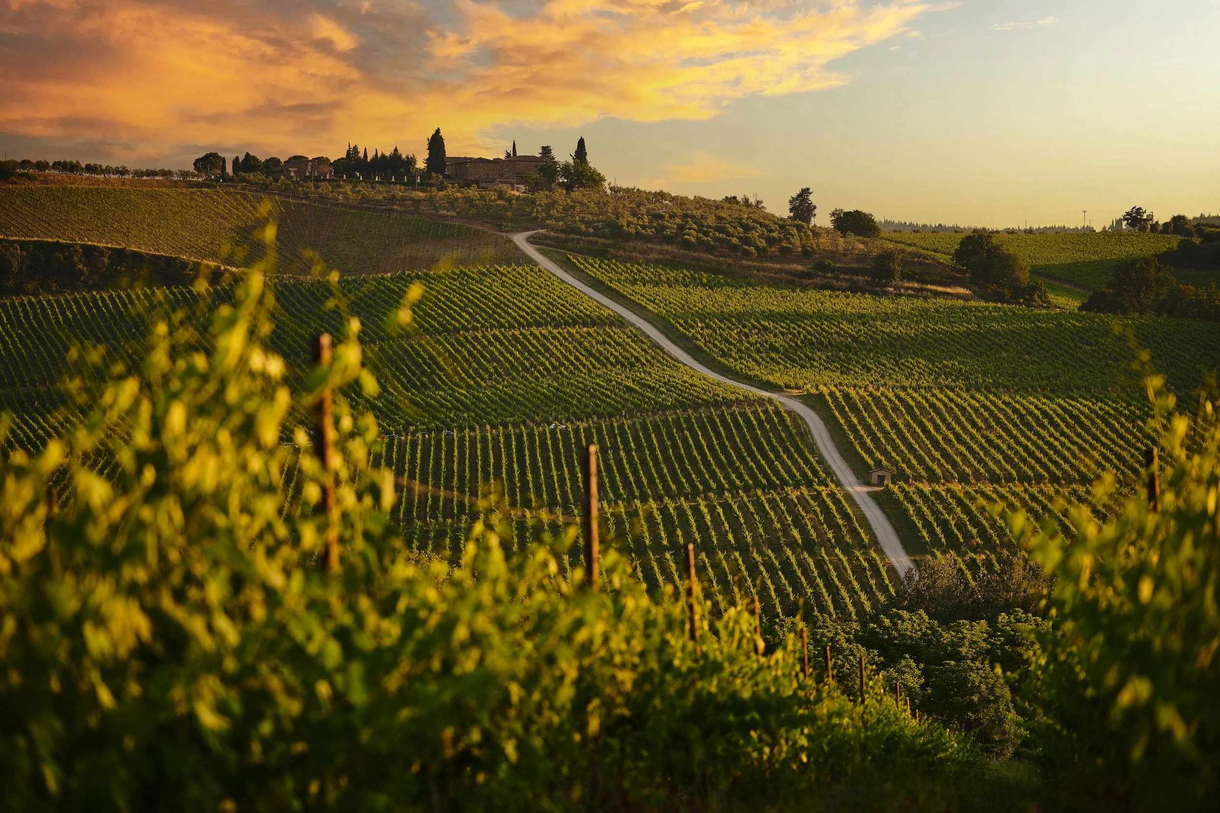 Fotografo per agriturismi nel Chianti. Fotografia professionale per strutture ricettive in Chianti e Toscana. Foto della vigna al tramonto.