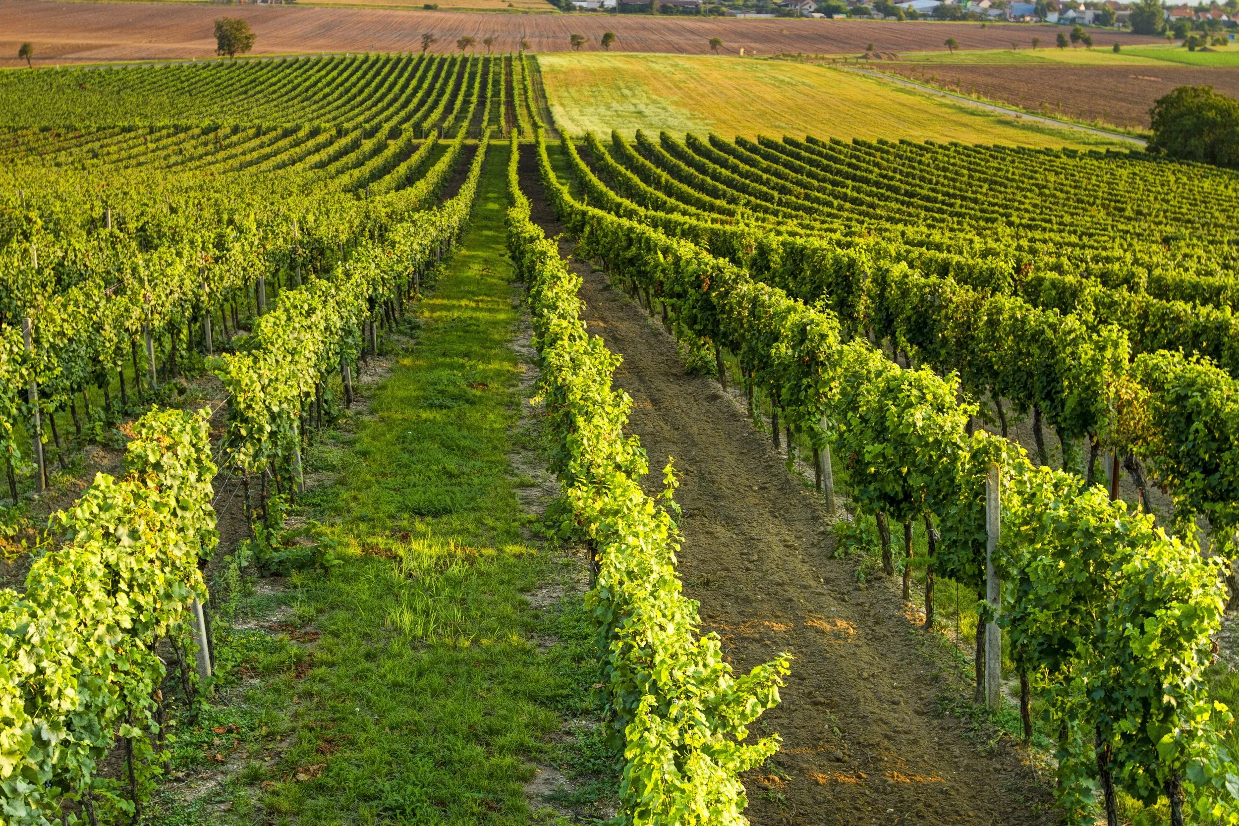 Drone agricolo toscana