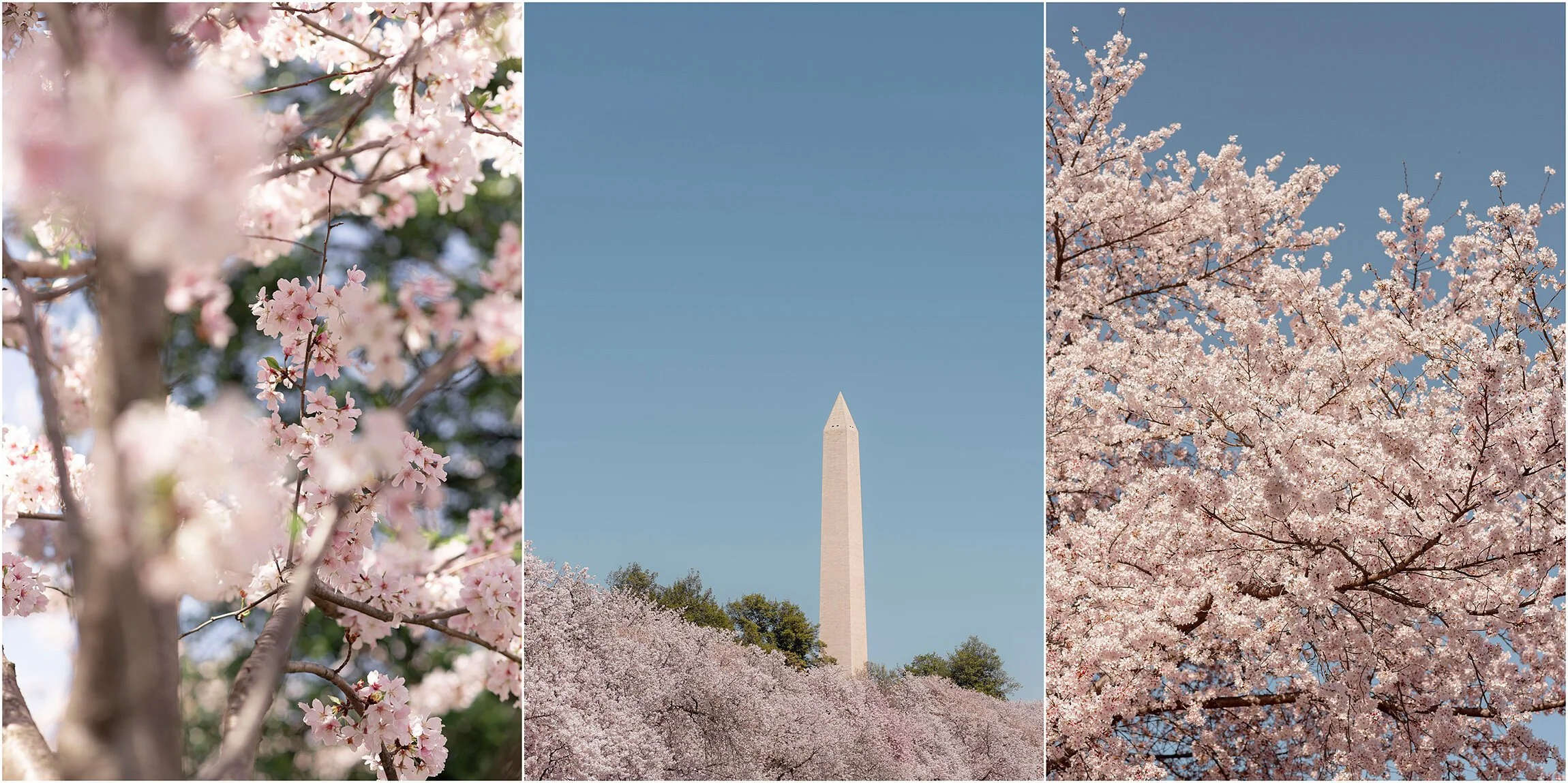 Washington DC Photographer_Cherry Blossoms_©FianderFoto_016.jpg