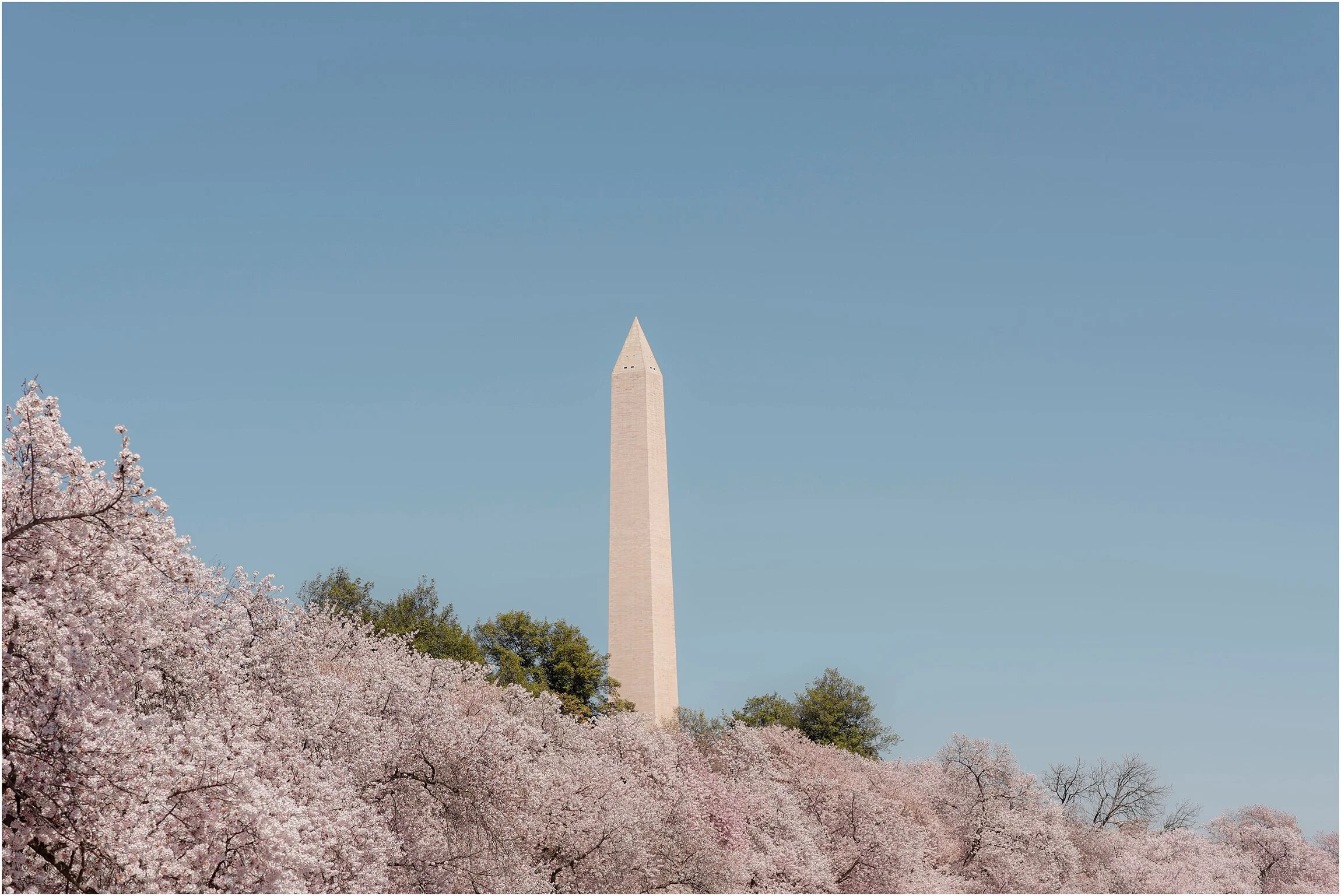 Washington DC Photographer_Cherry Blossoms_©FianderFoto_013.jpg