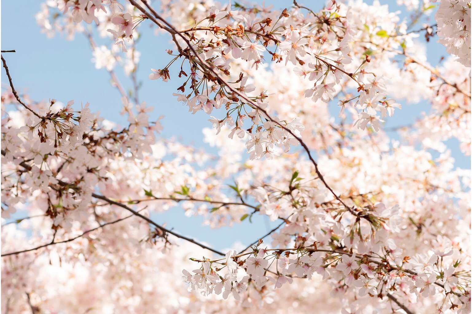 Happy 1st Day of Spring!