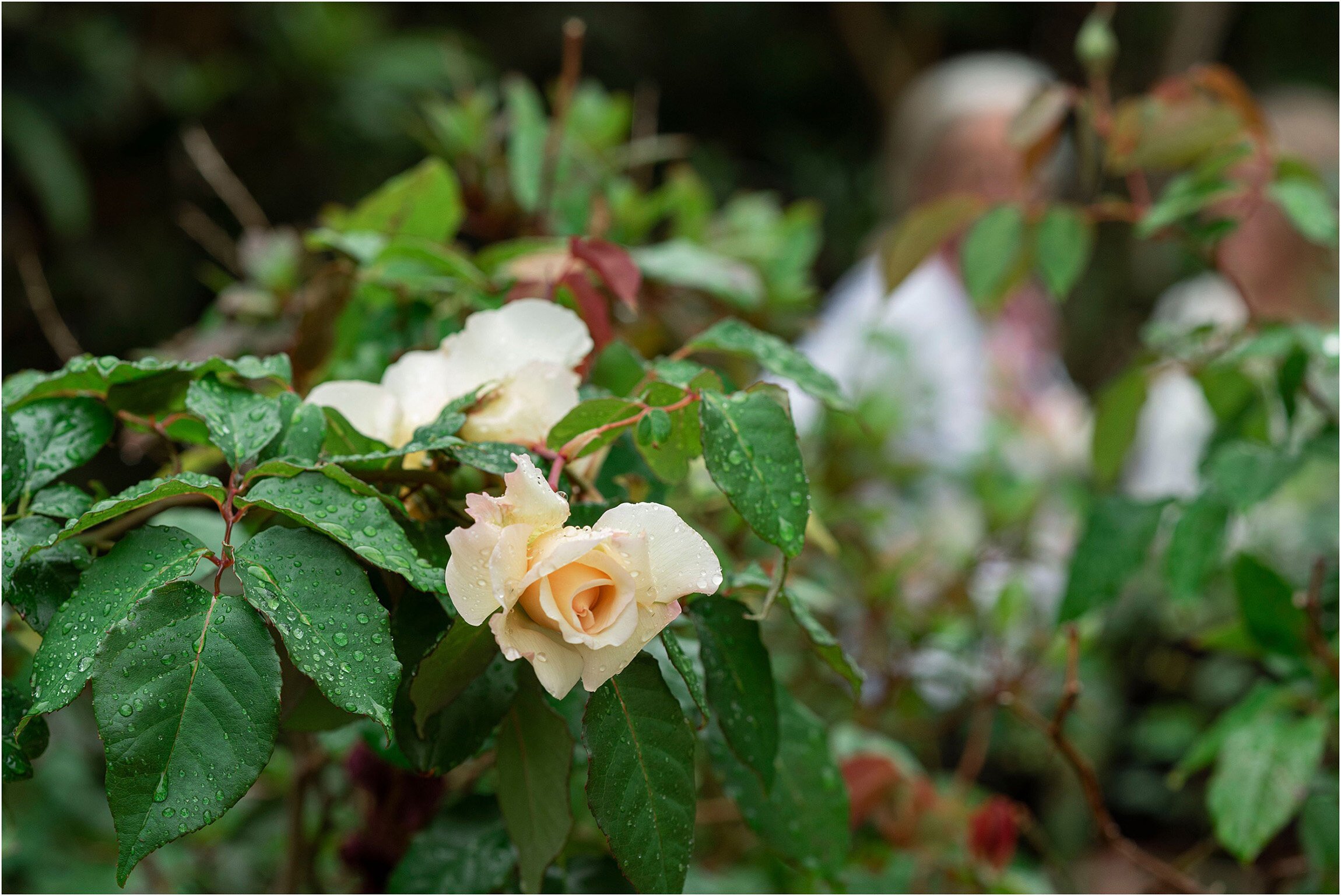 Bermuda Family Photographer_©FianderFoto_020.jpg