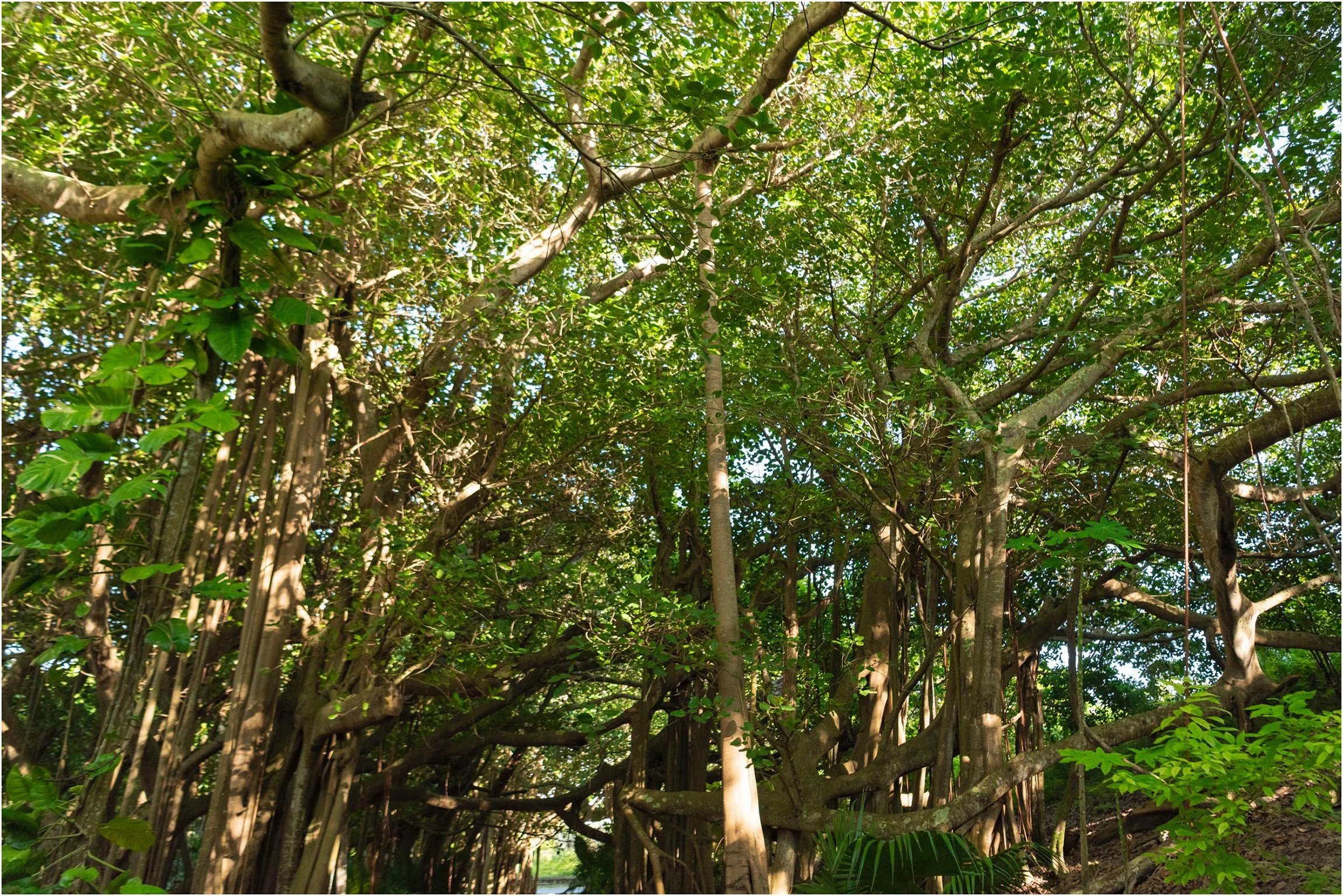 ©FianderFoto_Bermuda Photographer_Southlands Estate Park_Senior Portraits_007.jpg