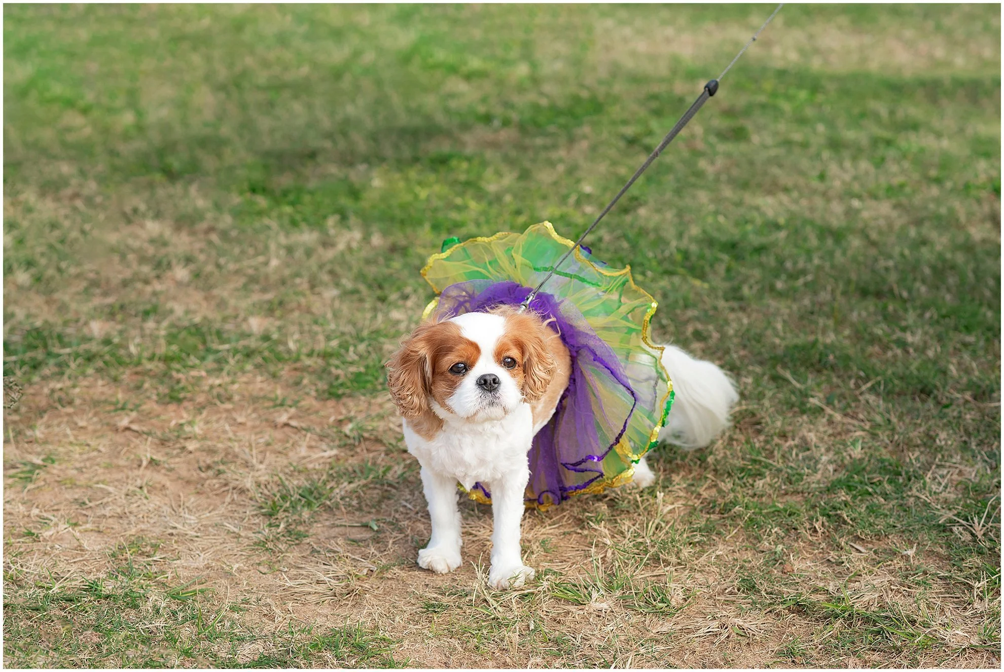 Bermuda Puppy Parade for Pads Pass_Dockyard Bermuda_©FianderFoto_014.jpg