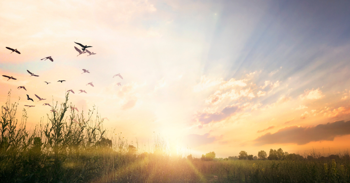 Birds in flight over a sunlit field at golden hour, representing brahmacharya yoga philosophy and walking with the sacred.