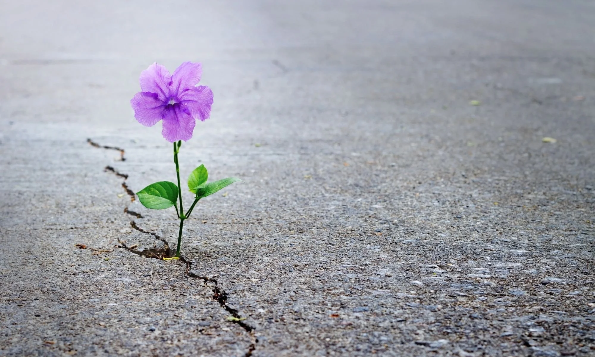 Nurturing Resilience in Challenging Times
