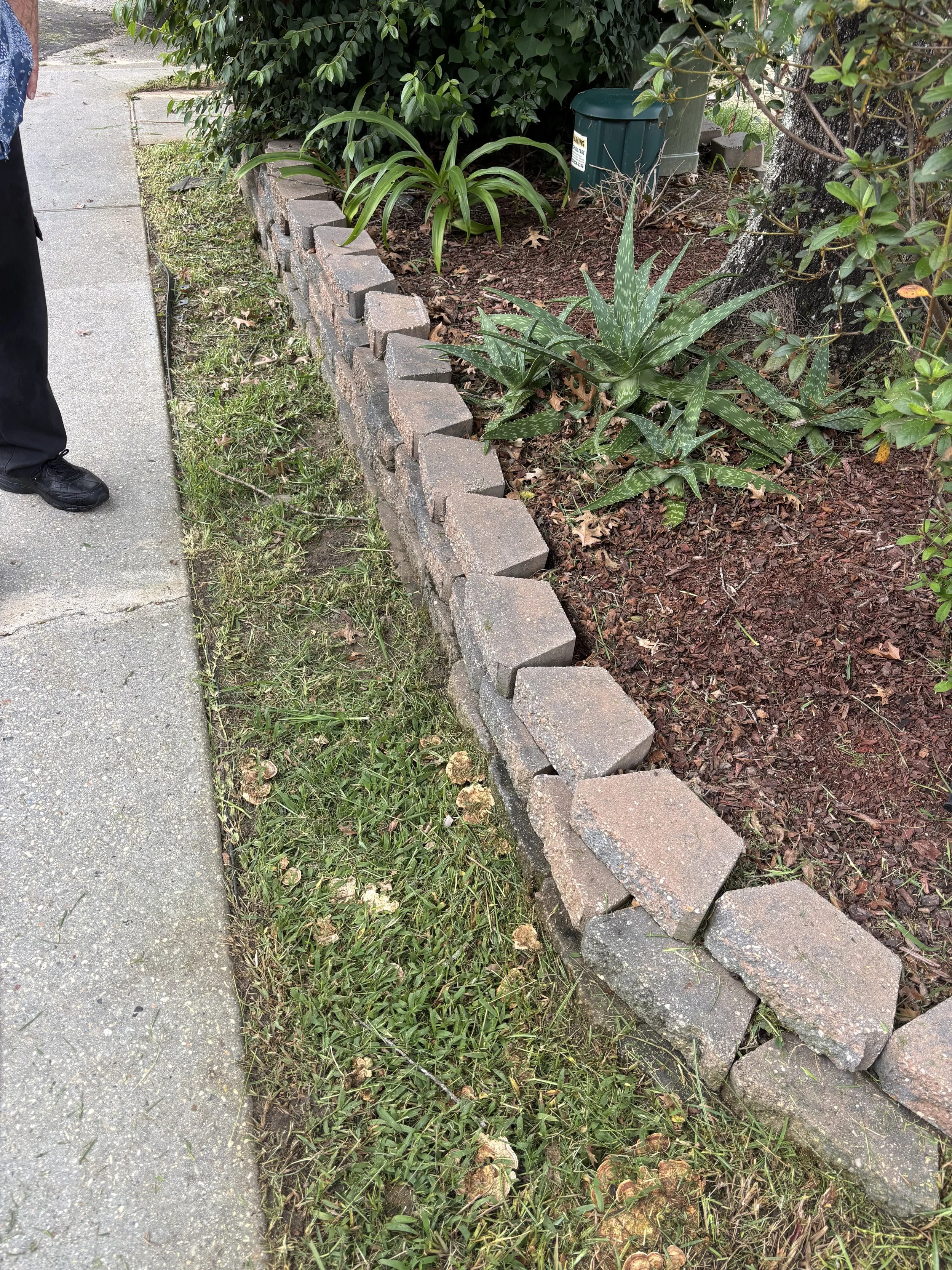A small garden bed with a brick border, containing various plants, including an aloe vera plant, next to a sidewalk.