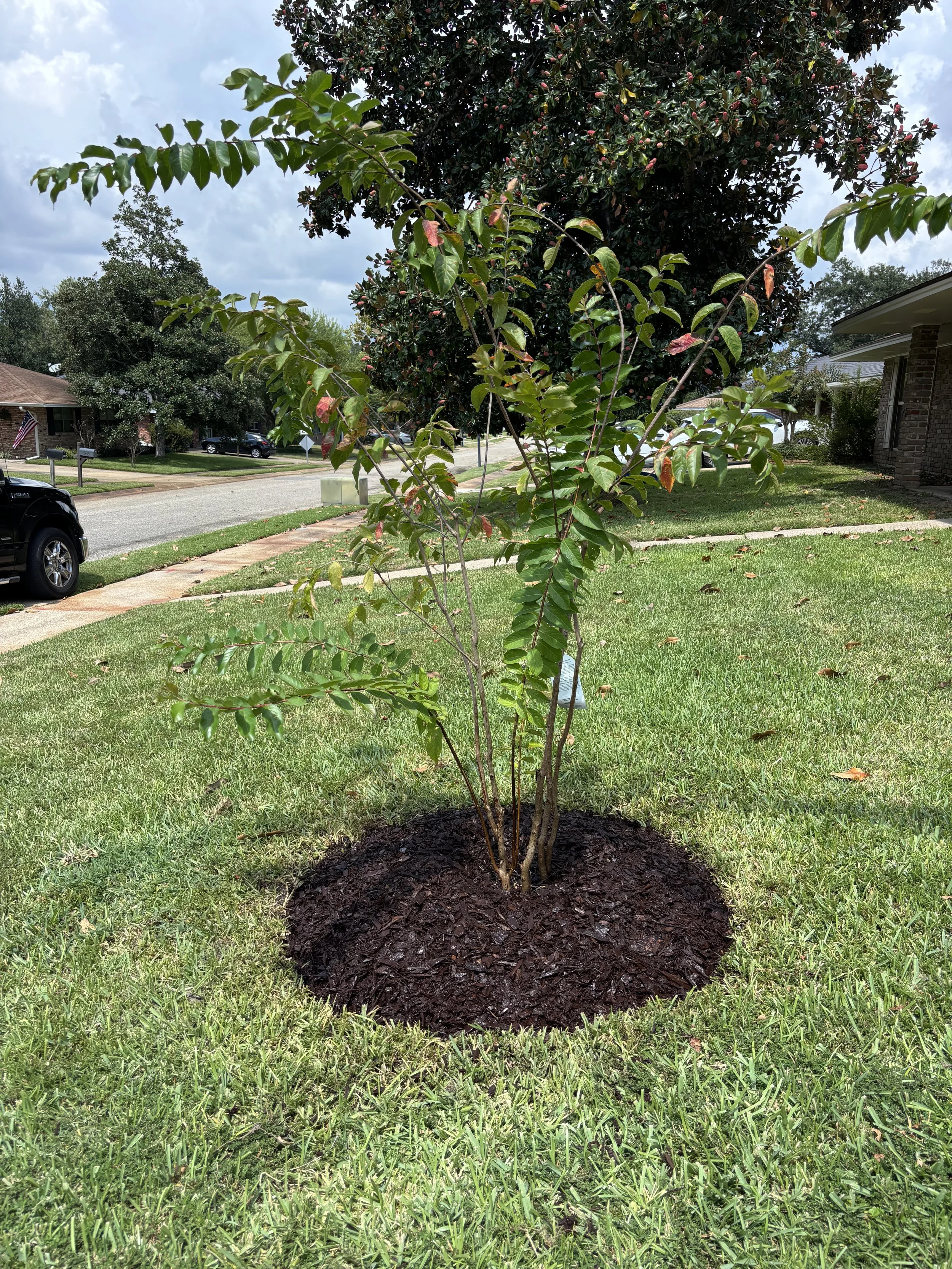Young tree planted in a freshly mulched bed on a lawn in a residential neighborhood, with a street, other trees, and houses visible in the background.