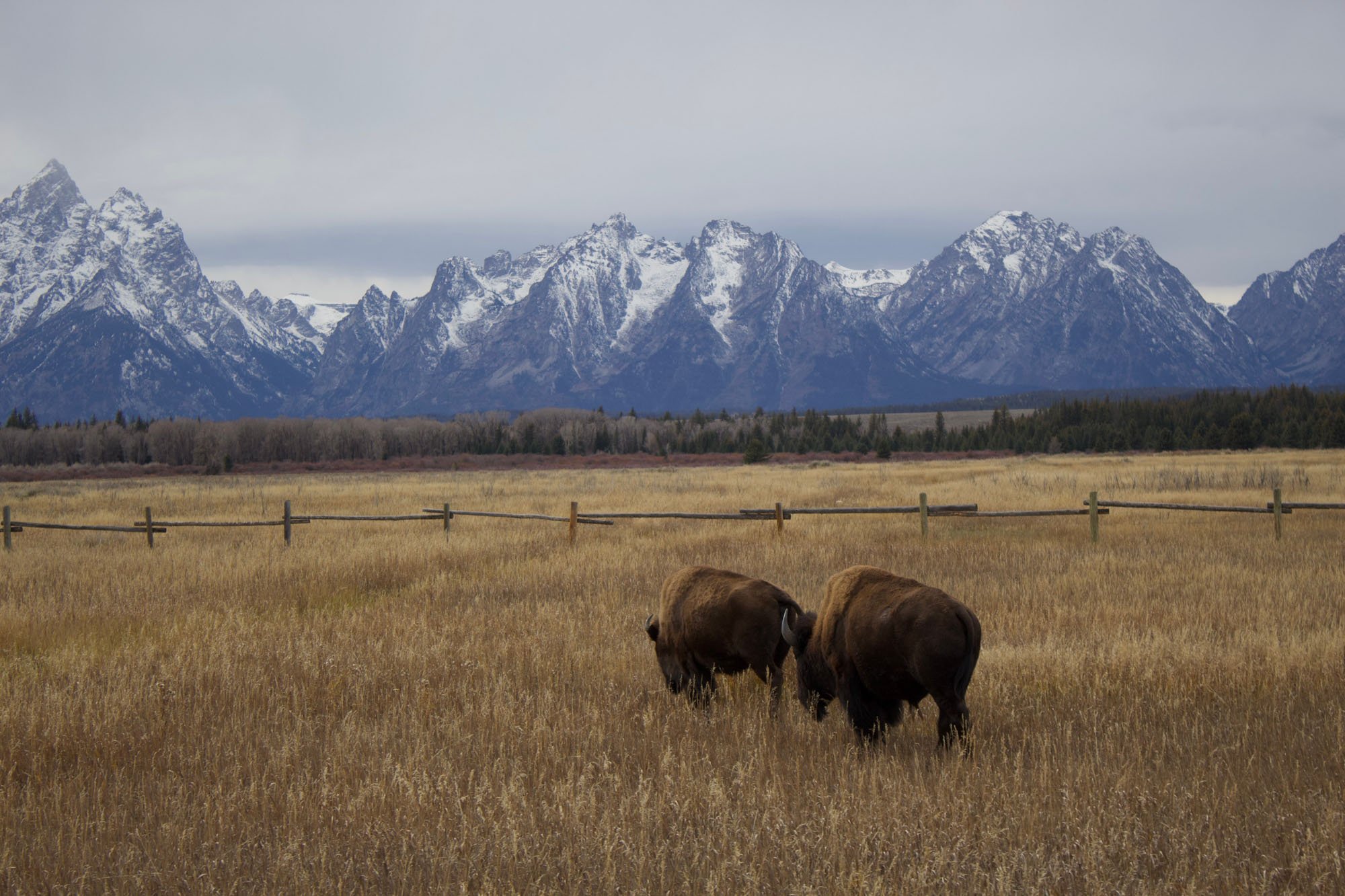 Grazing bison in a grassy field with a mountain range in the background under a cloudy sky.