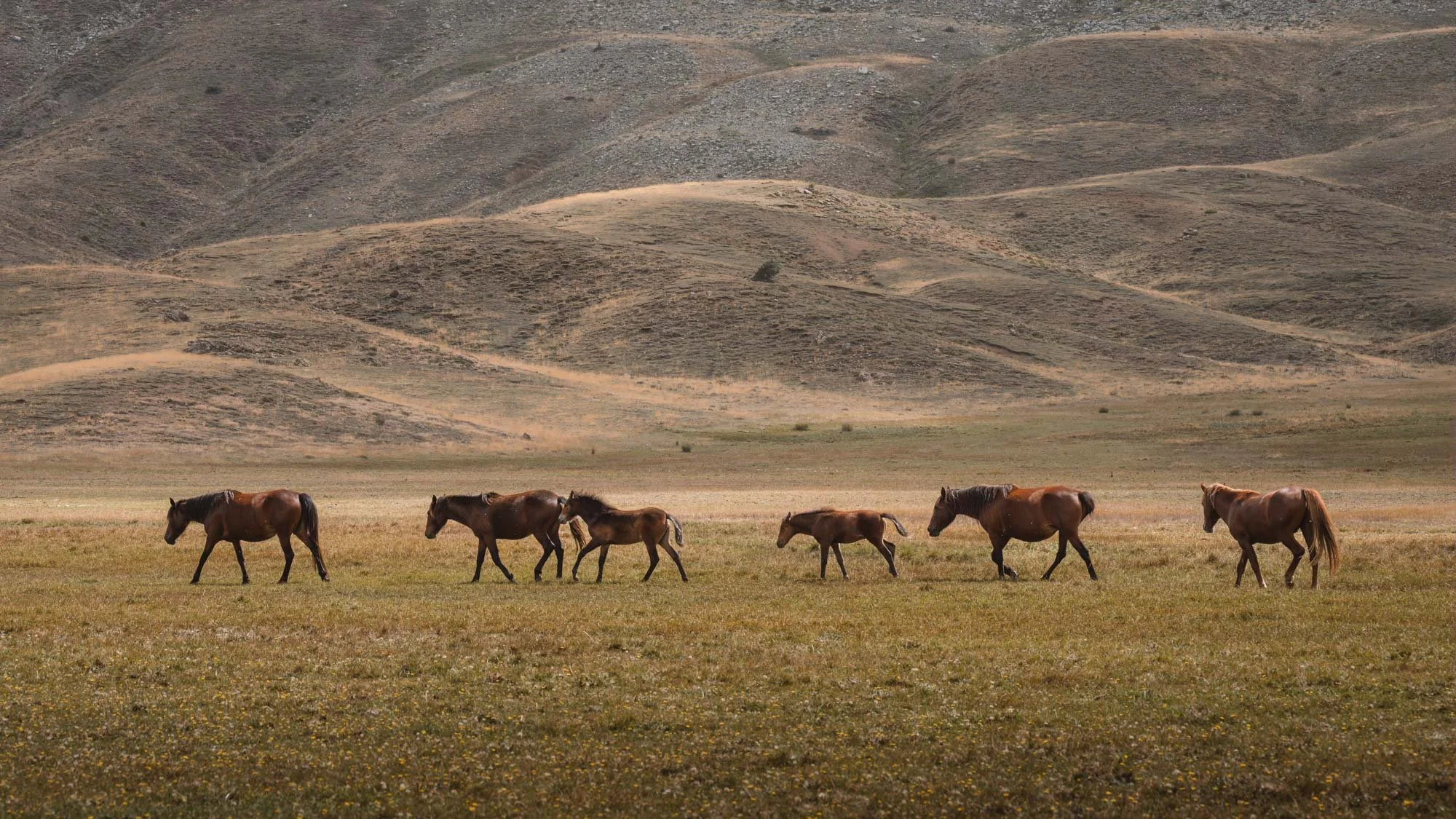 A line of seven horses walking across a grassy plain with a hilly landscape in the background.