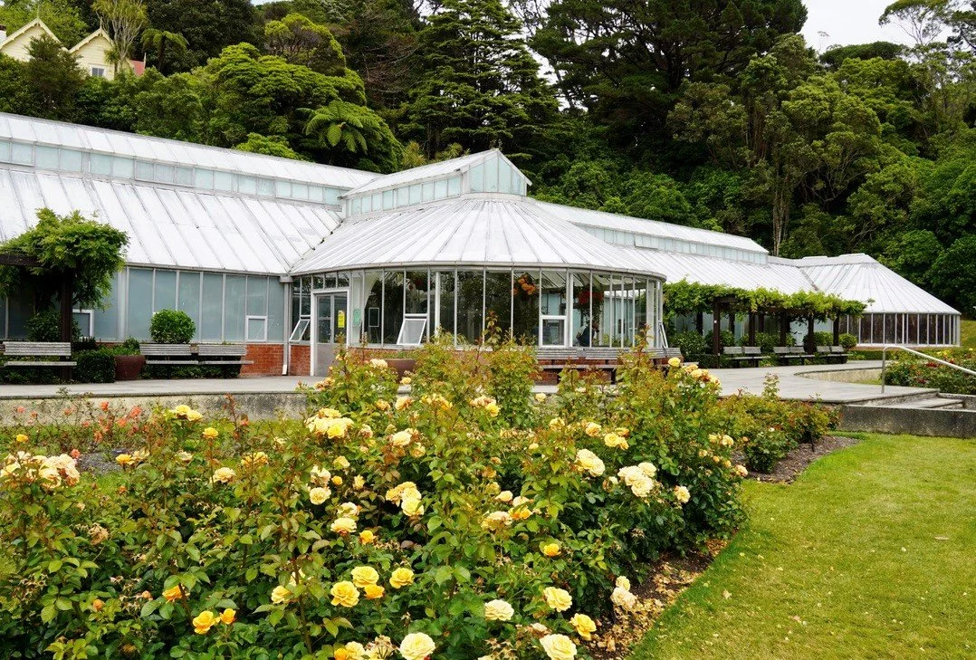 Begonia House Tour and Talk
