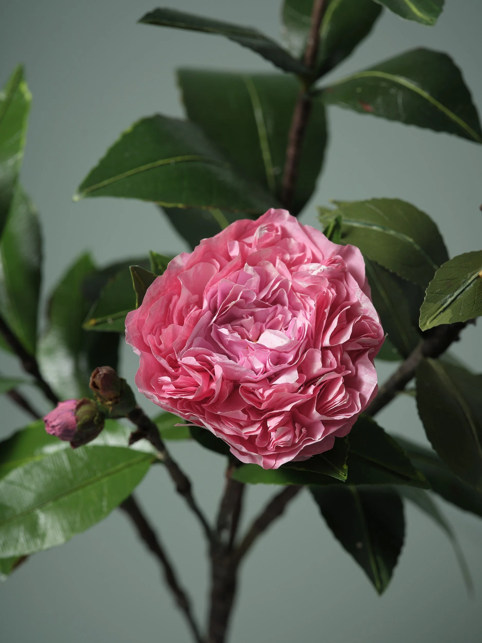 A Garden for Nicola Azzariti: Artists Talk
