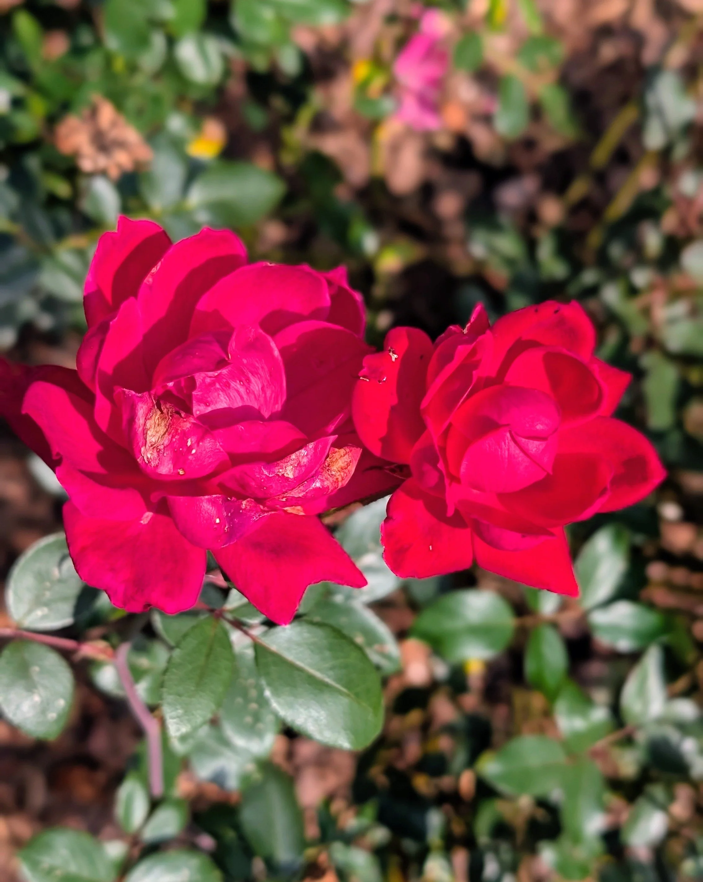 Monthly Sonic Greeting Card