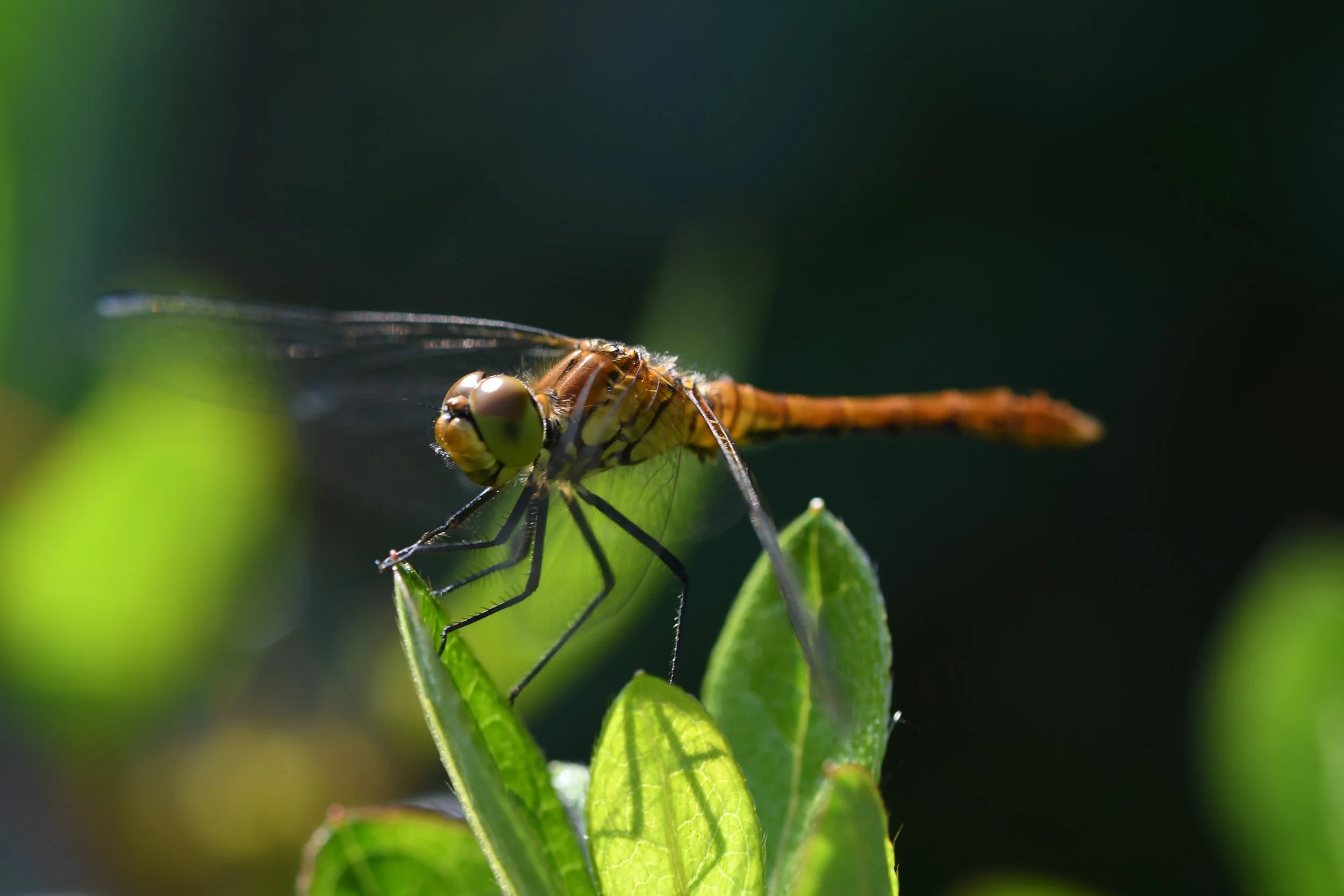 DSC_1472.jpeg