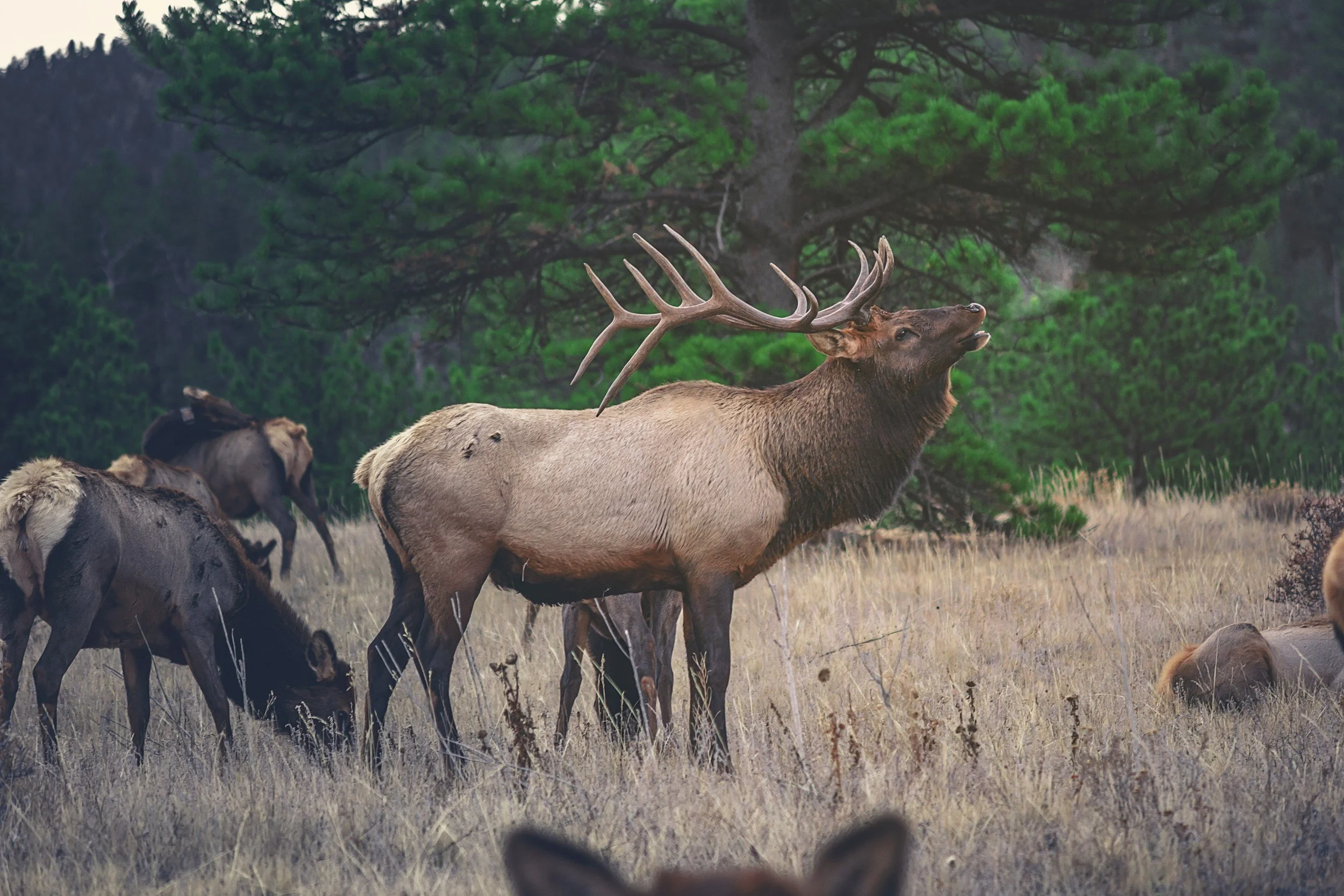elk colorado conservation kloudpilot