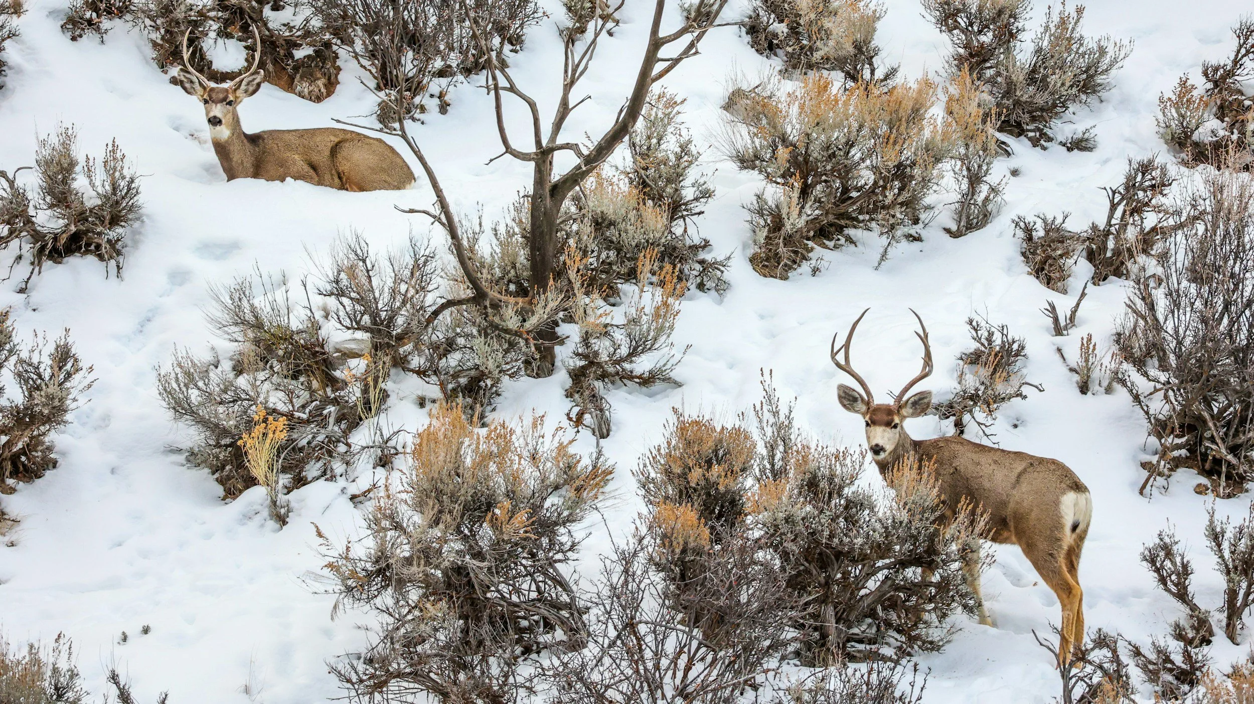 mountain deer colorado snow drone kloudpilot
