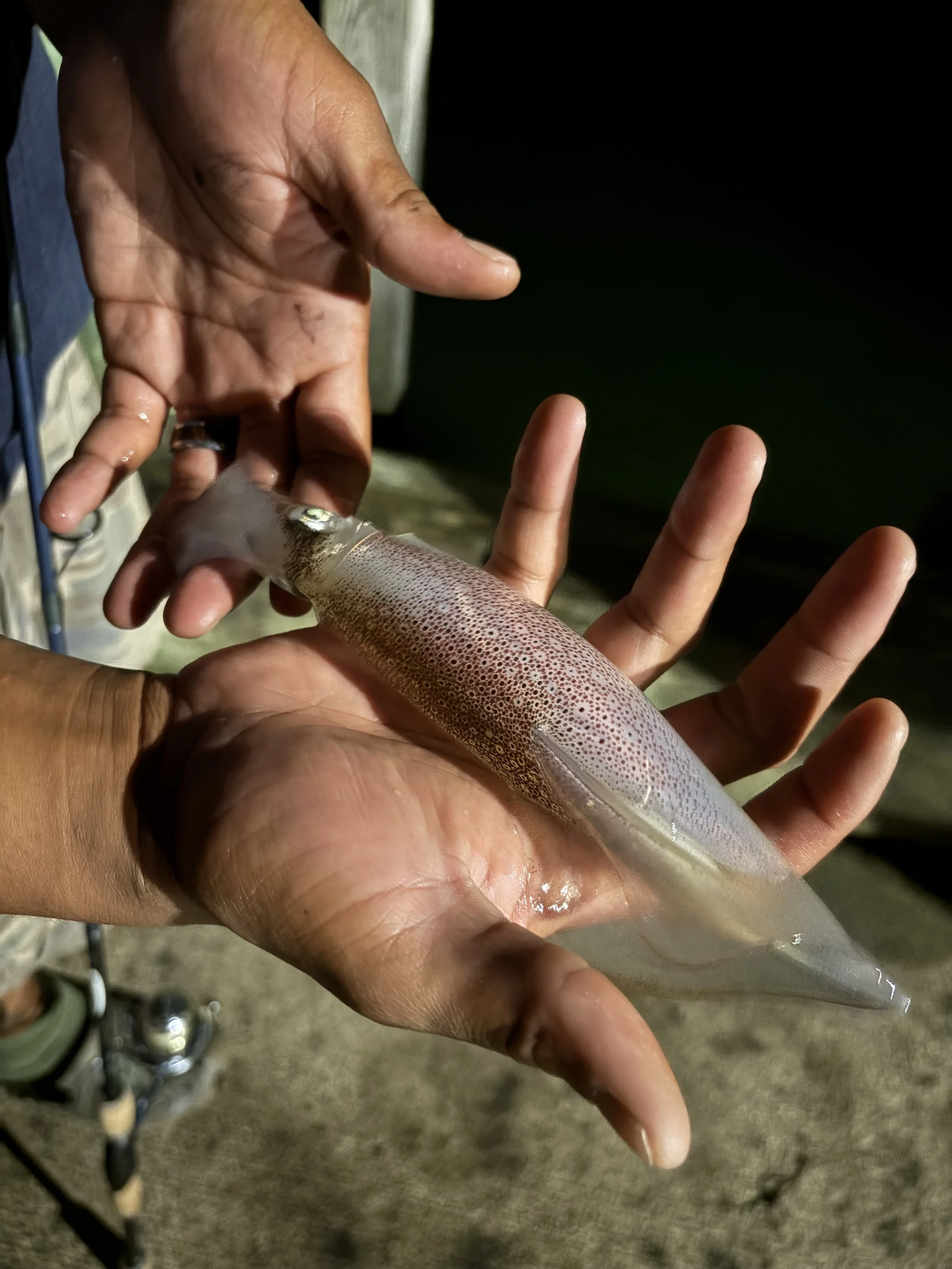 Squid Fishing w/ Amir &amp; Tony