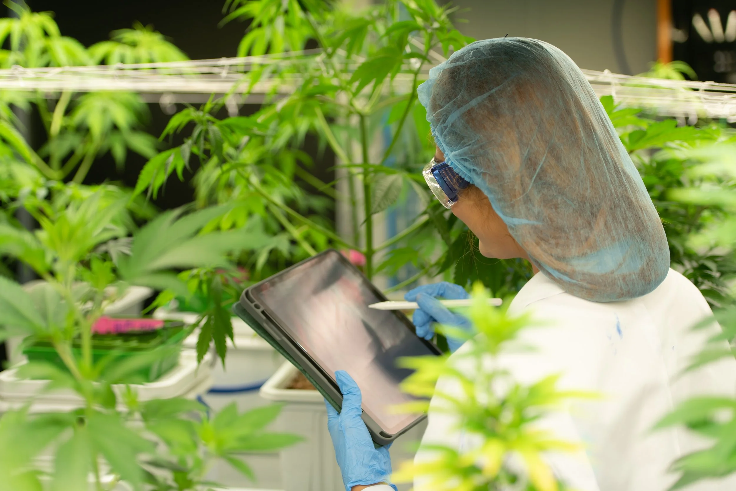 A woman in a lab coat and hairnet holds a tablet and inspects cannabis plants.