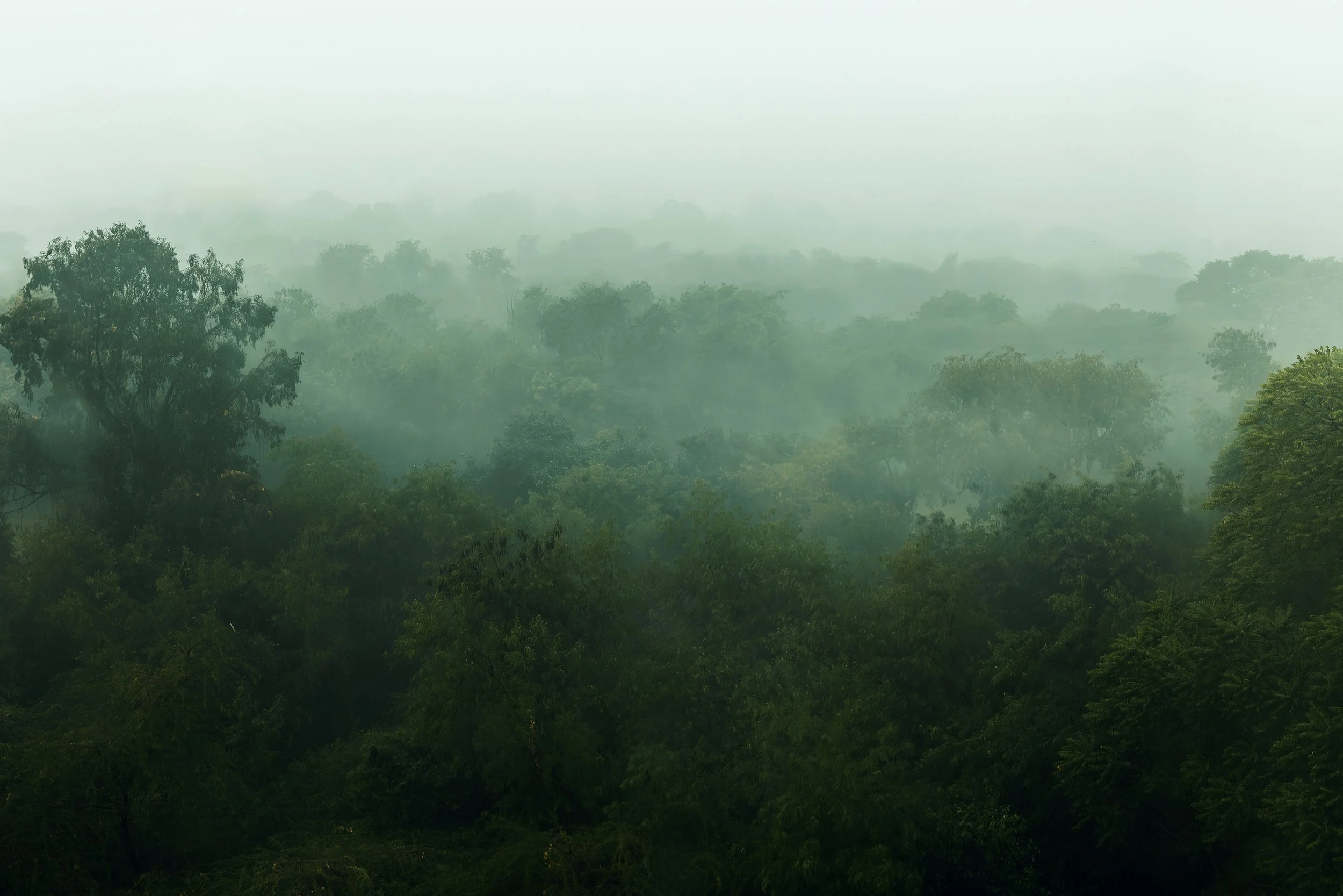 FOggyForest 3.jpg