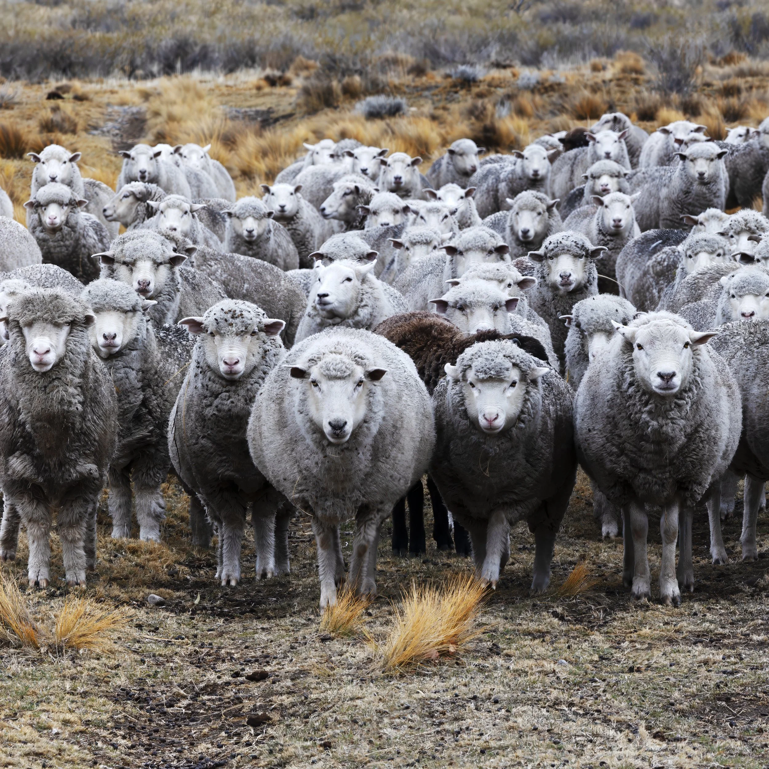 Sheep 5square_1.jpg