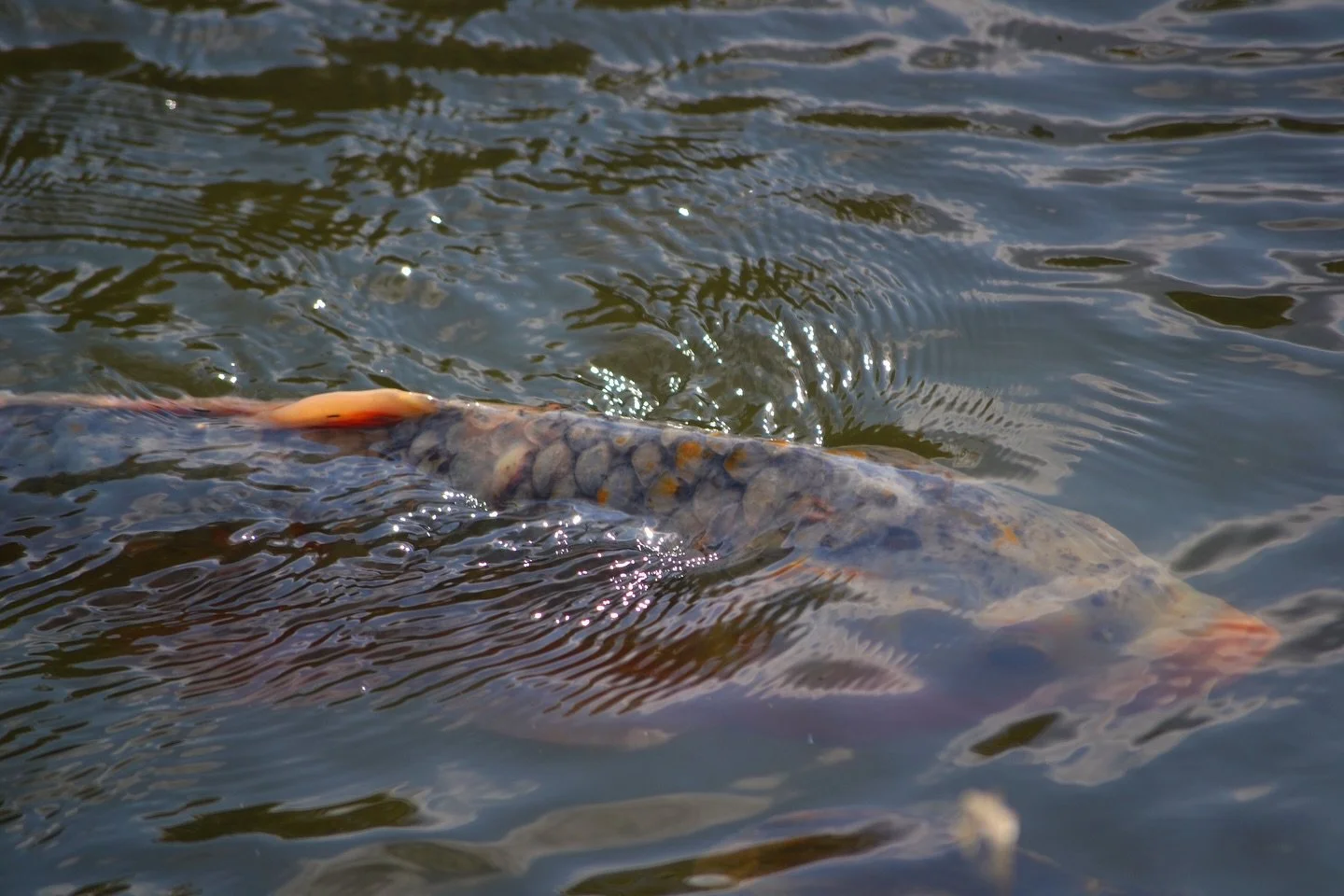 Just 2 pictures from my last time in Japan. I can&rsquo;t wait to go back 😍
✦ . 　⁺ 　 . ✦ . 　⁺ 　 . ✦
#photography #japan #koifish #matcha #smallartist