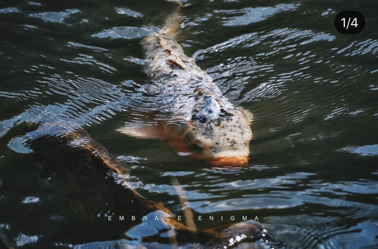Fragments from Japan