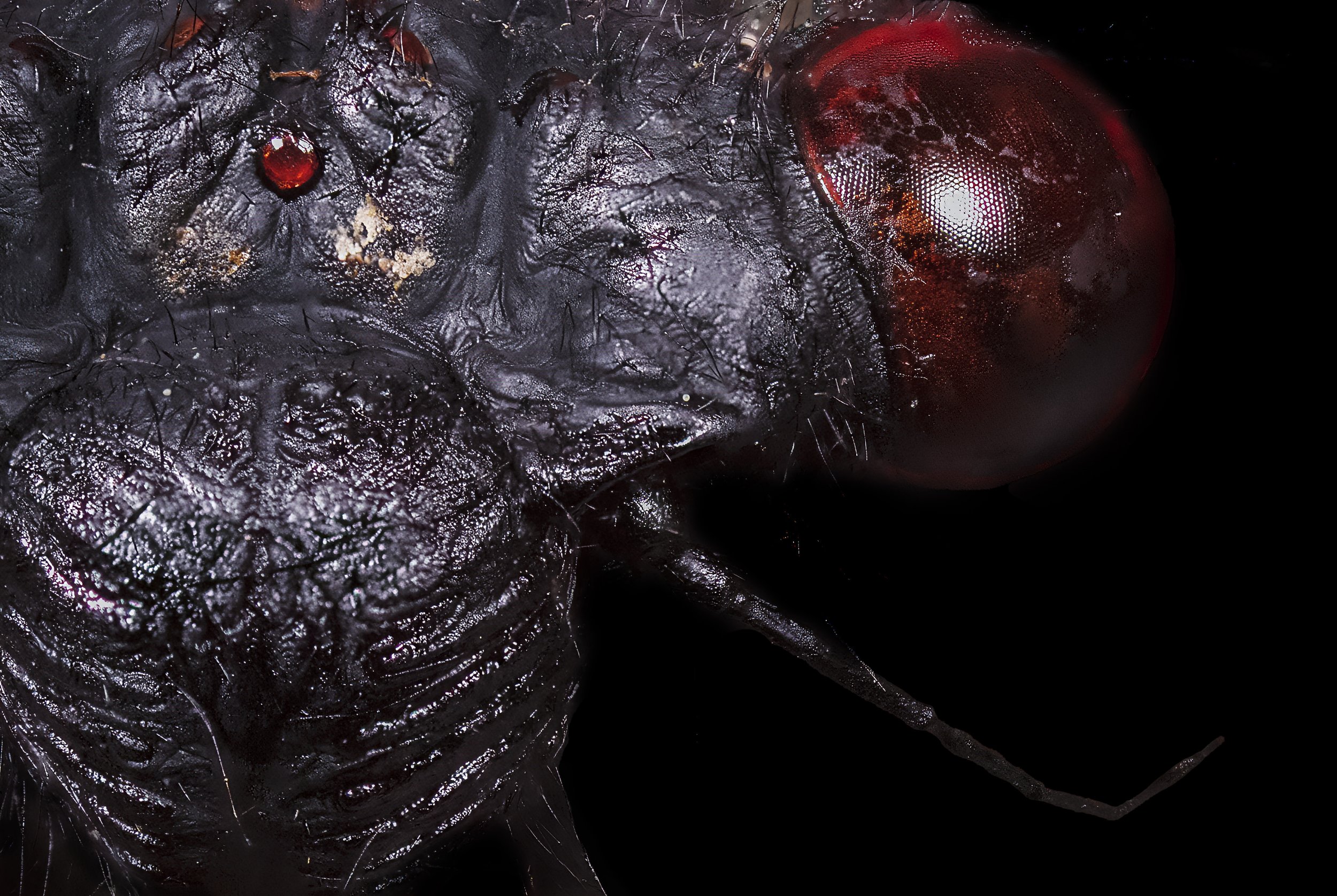 Cicada.jpg