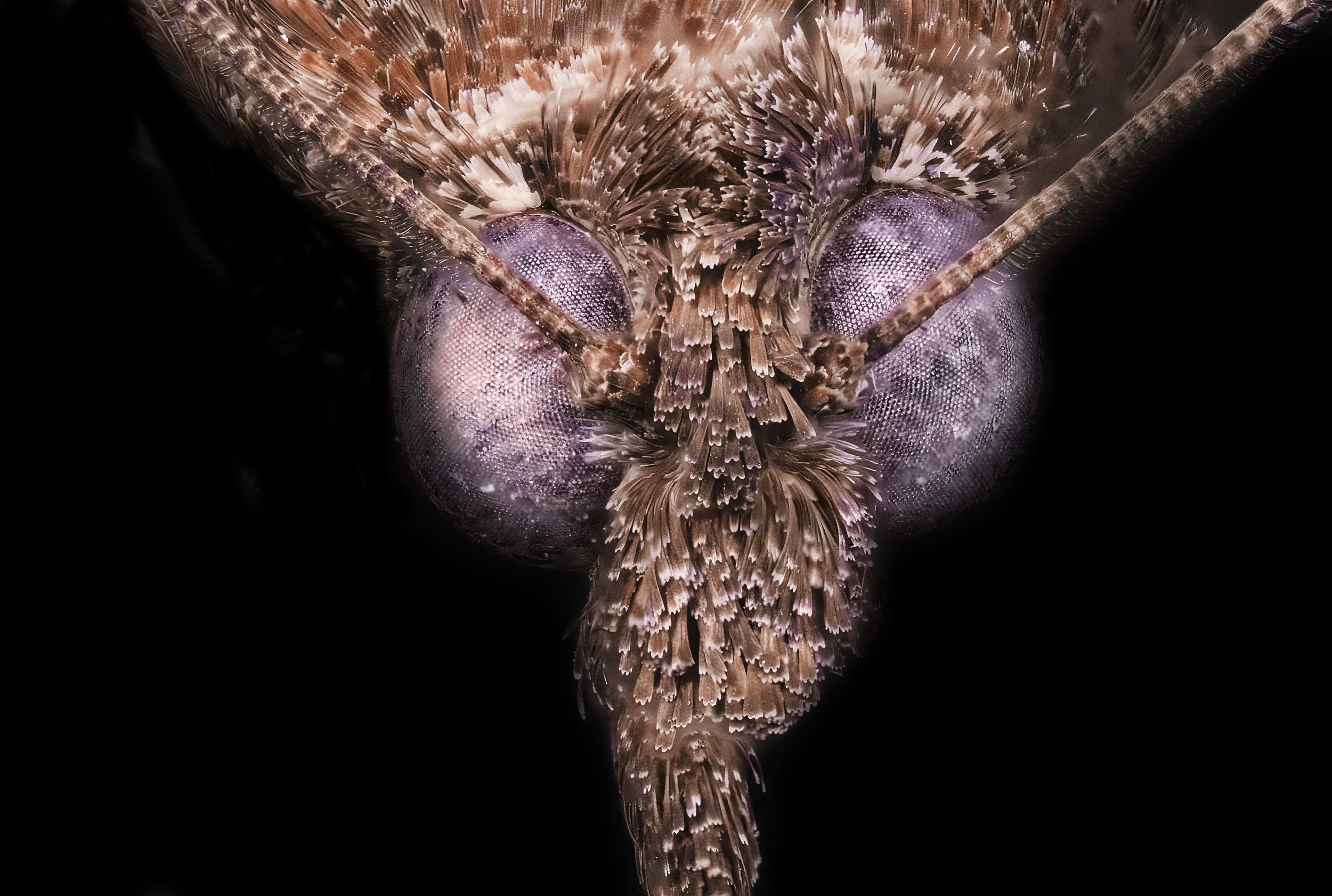 BugPhoto2.jpg