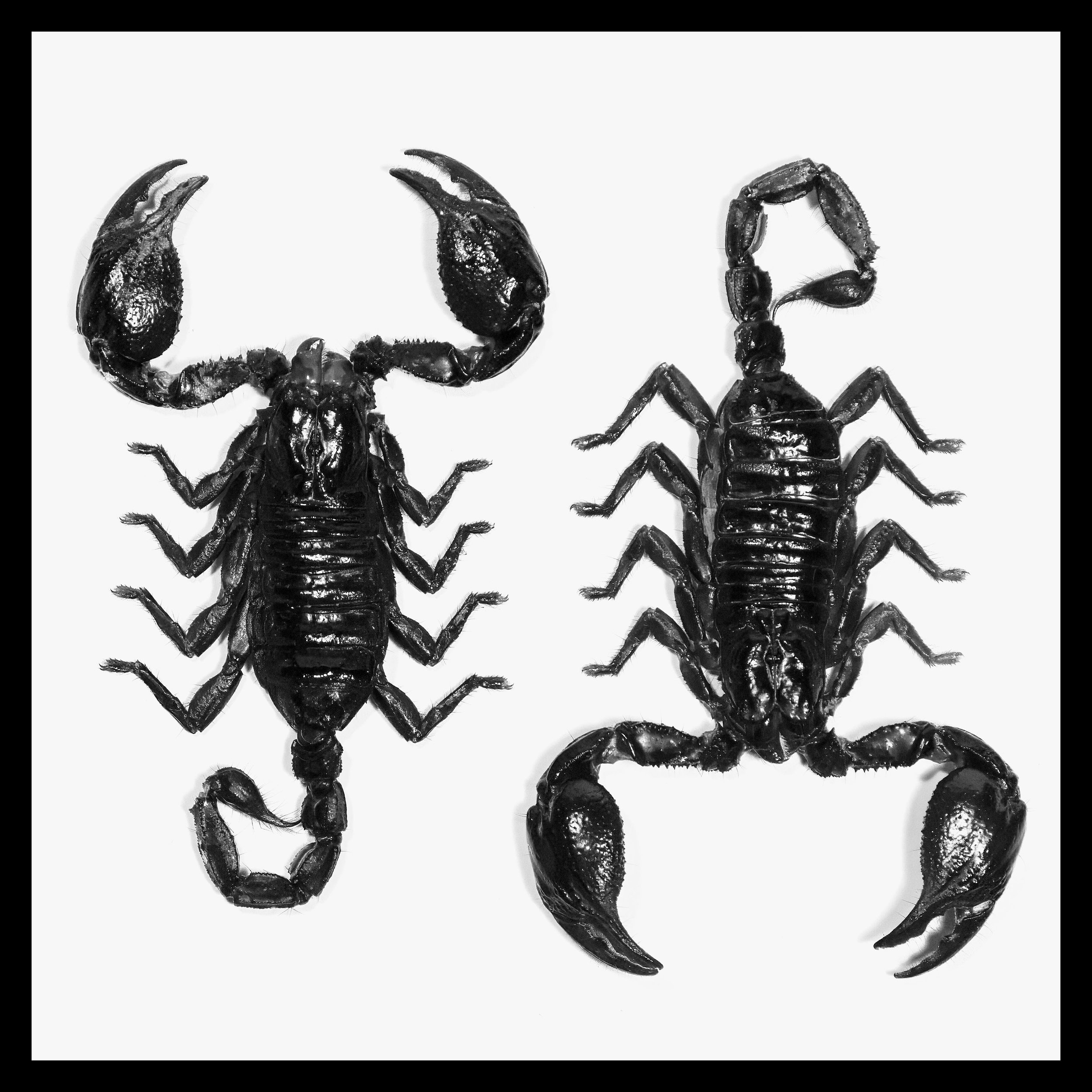 Categorization-Scorpionw_black copy 2.jpg