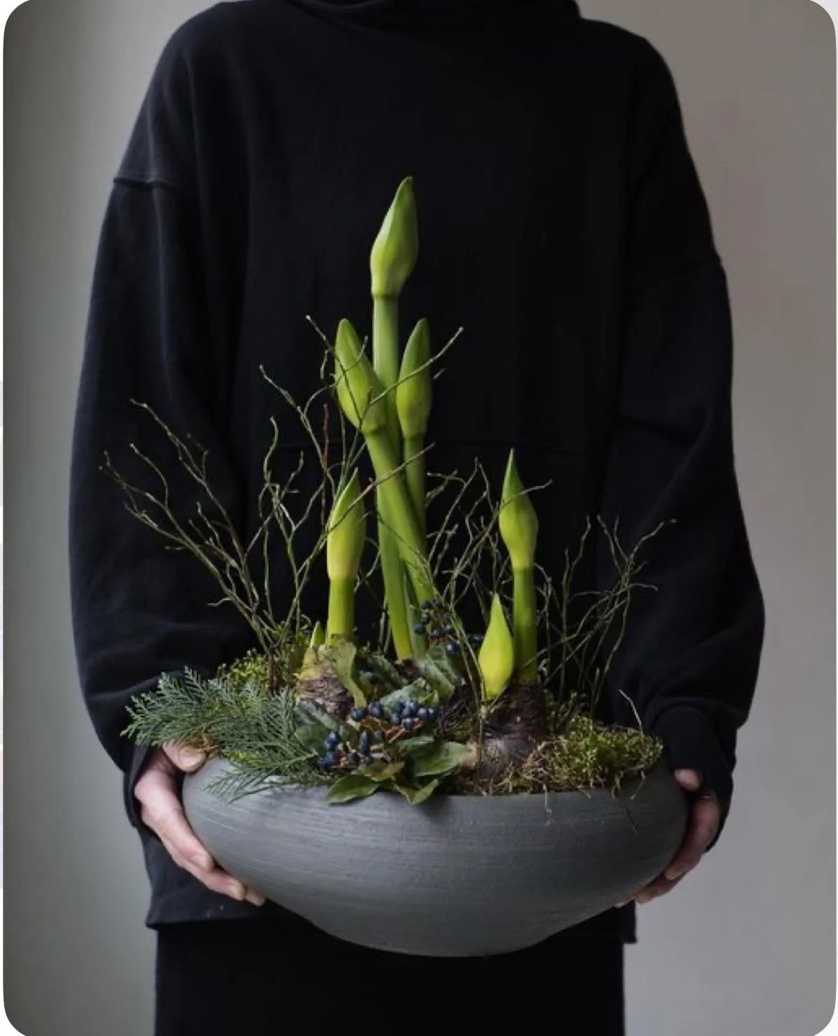 Atelier - Amaryllis - 03/12/26