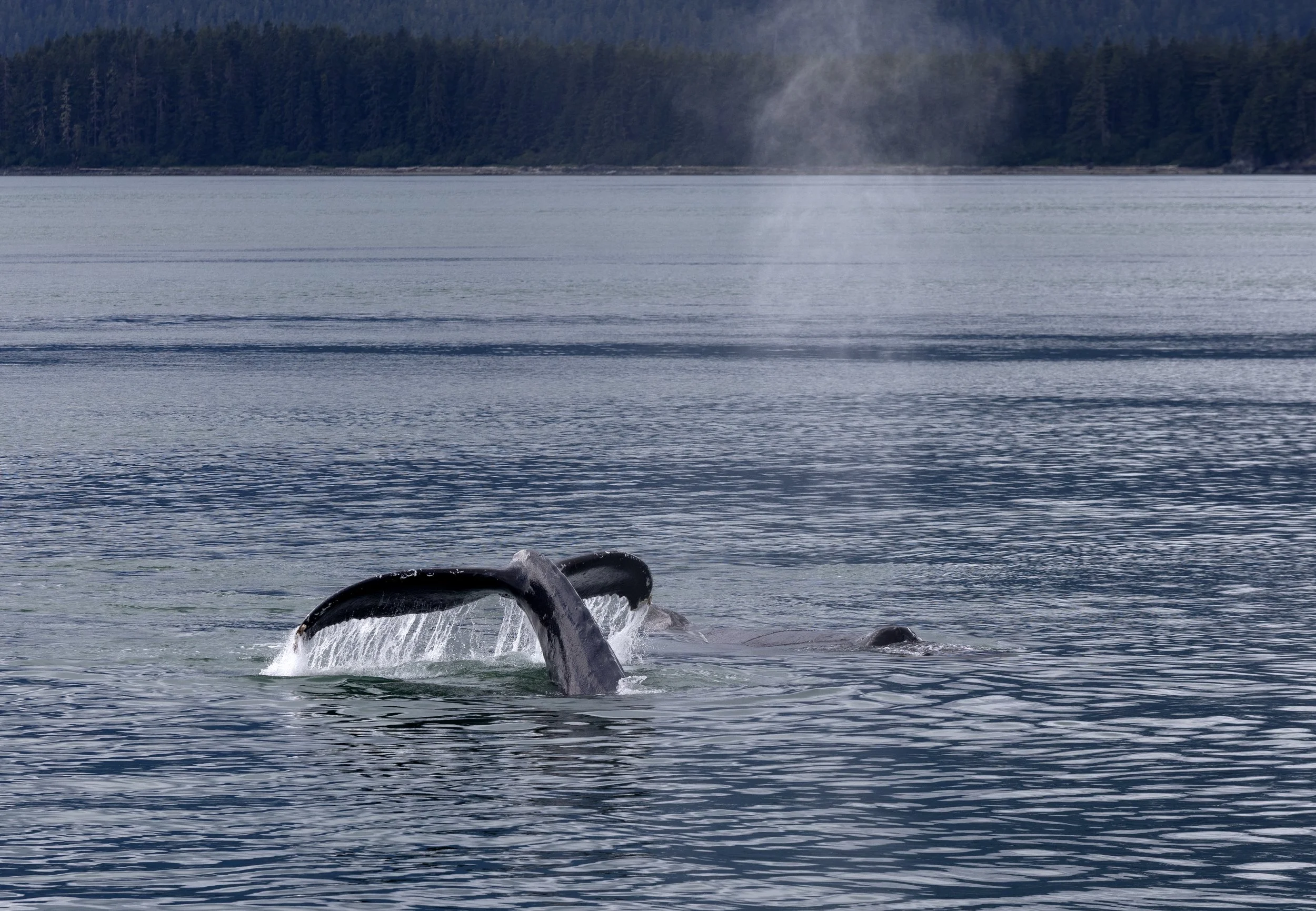 Whale copy.jpg