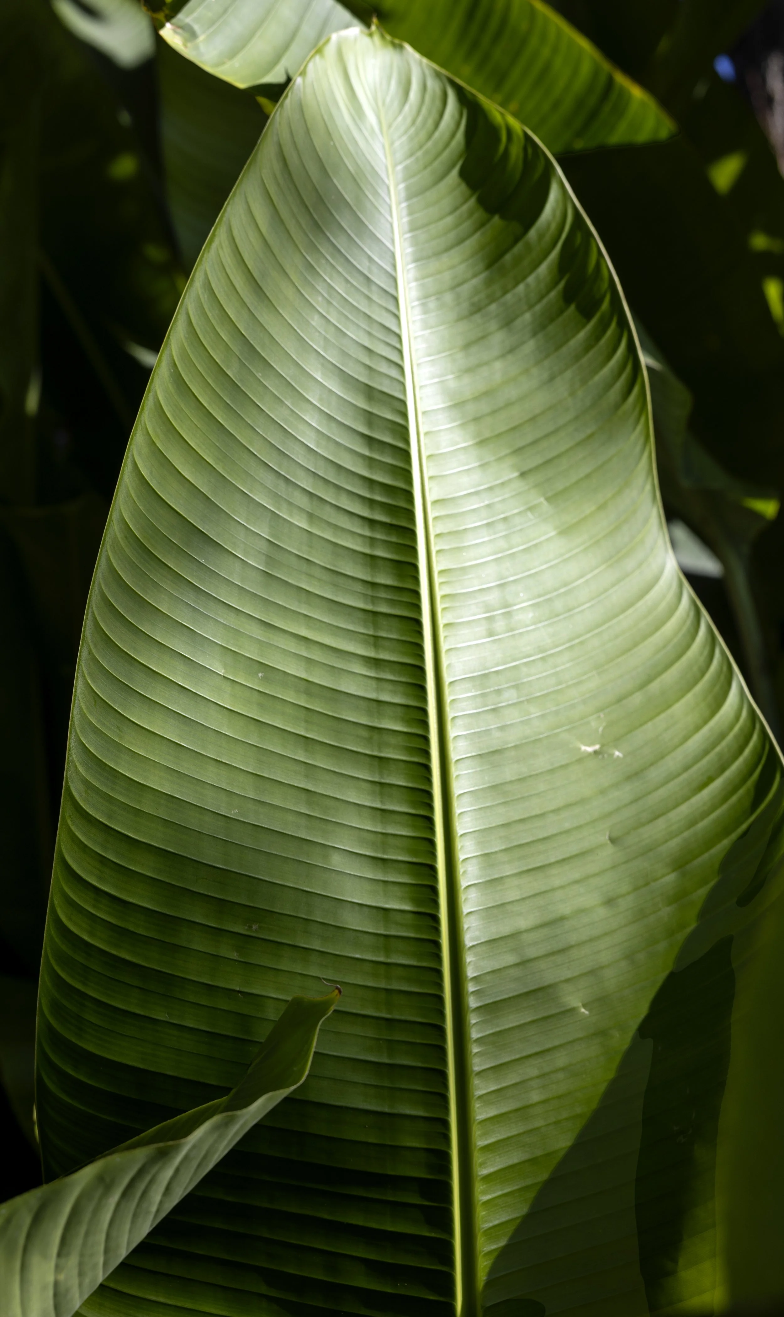 Hawaii Leaf copy.jpg