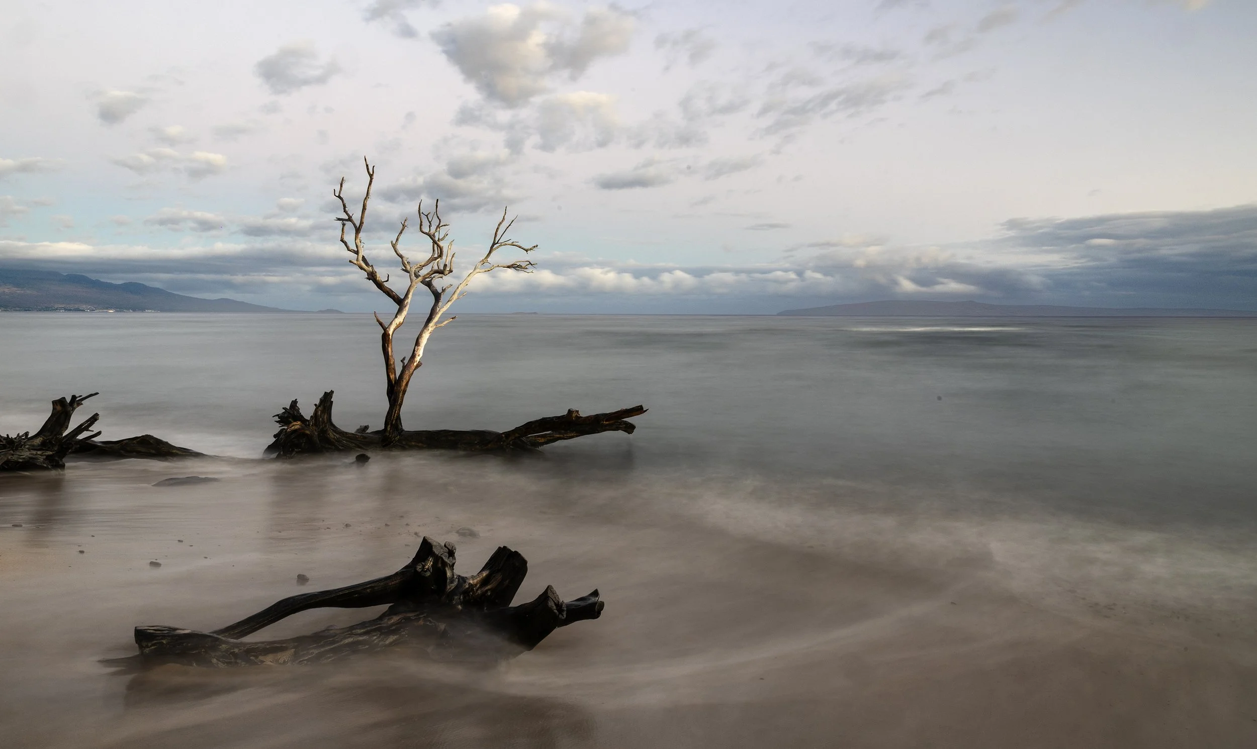 ExposureTree copy.jpg