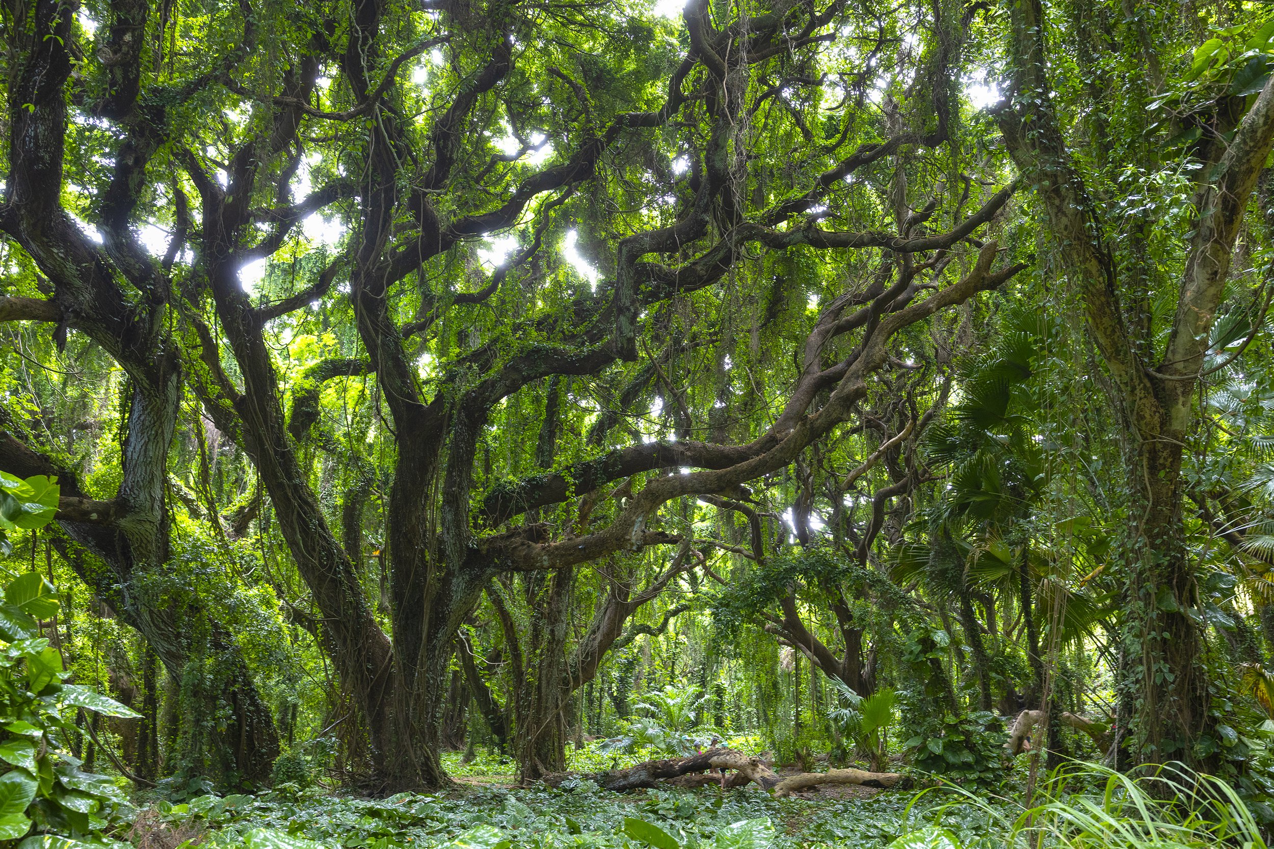 HawaiiTreeBest copy.jpg