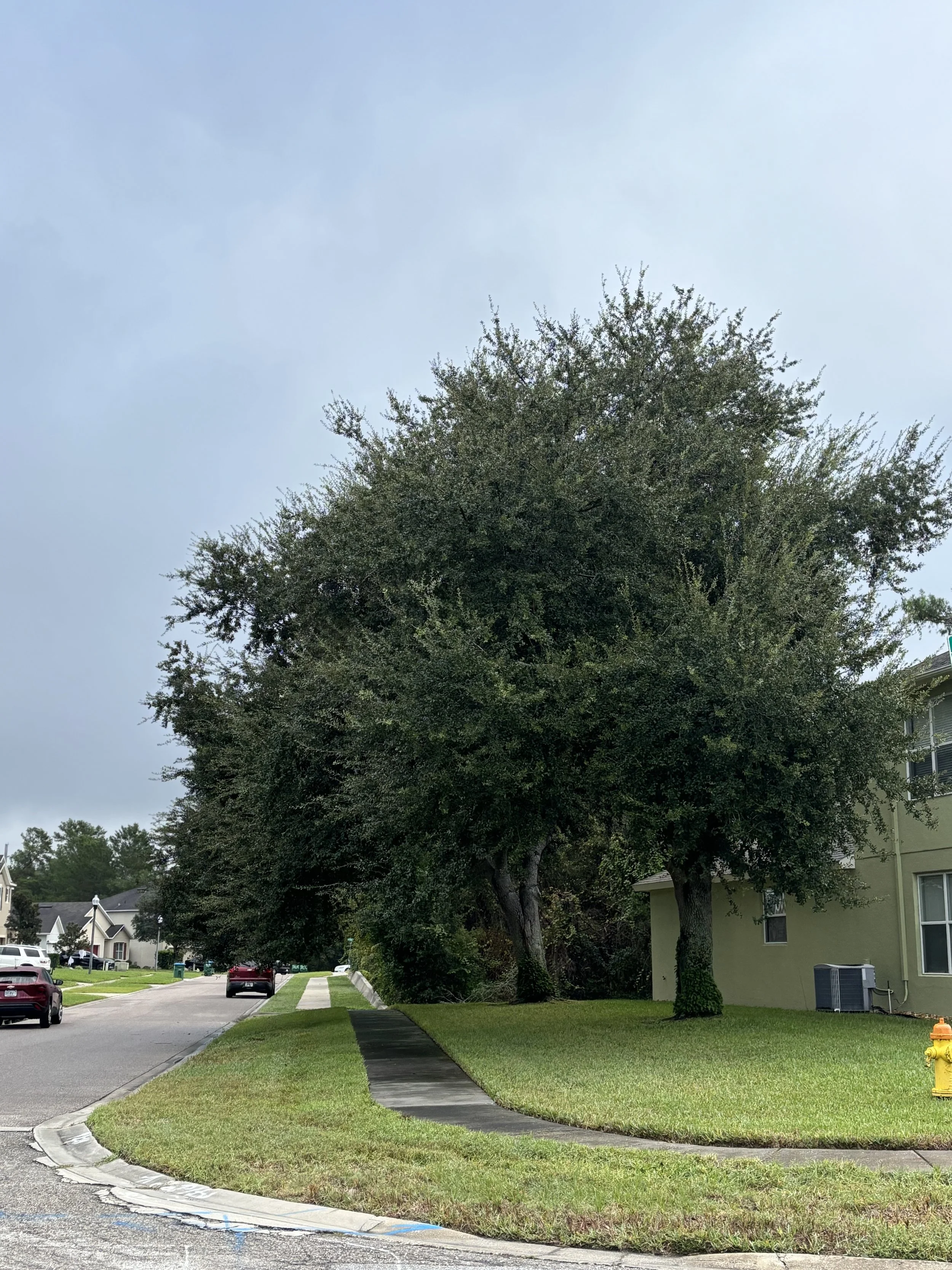 tree trimming, canopy lift, tree service done right, professional tree trimming