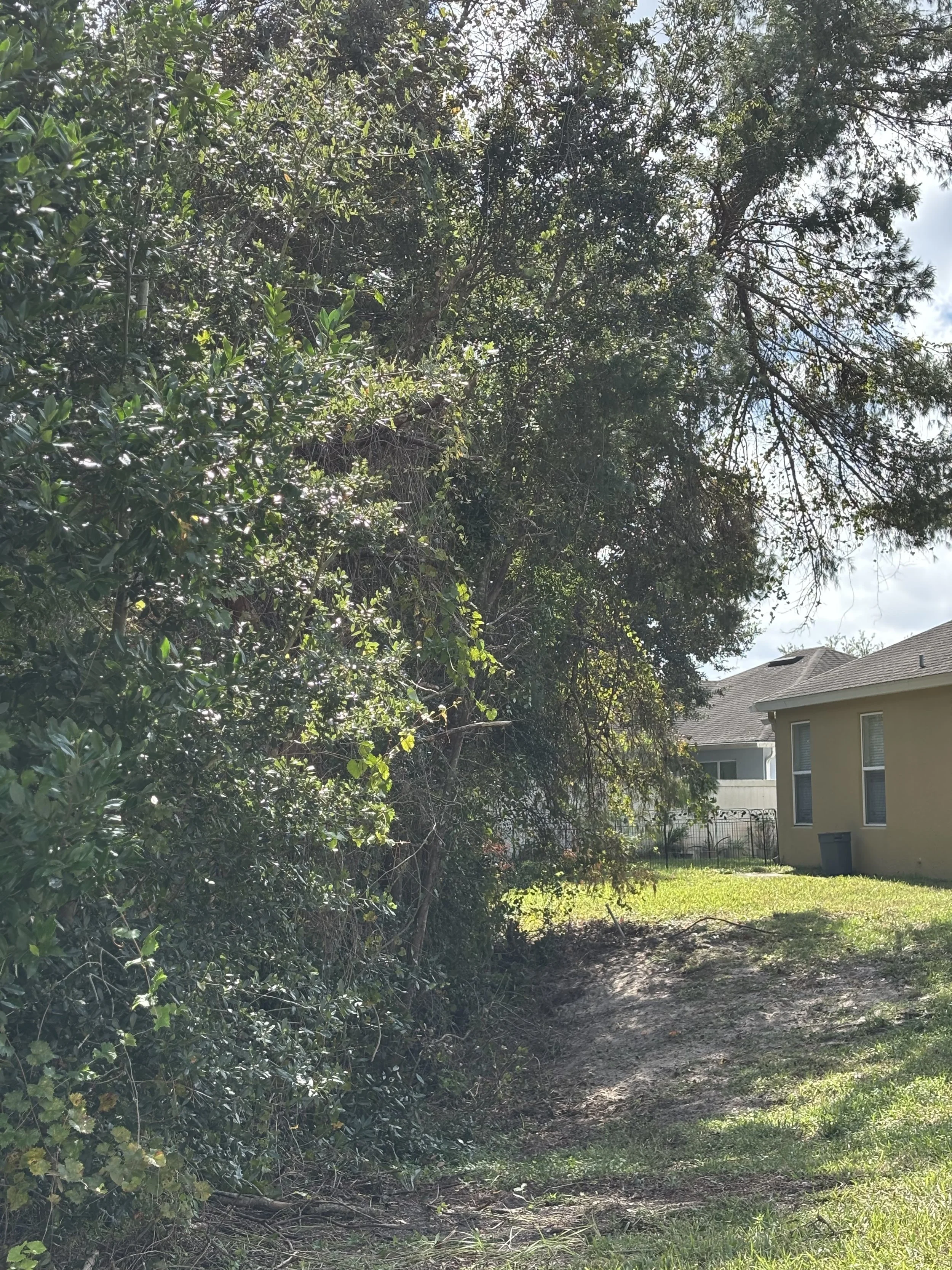 A backyard with a clearing on the grass, surrounded by large, leafy trees and bushes. A house with yellow siding and windows is visible on the right side. The sky is partly cloudy.