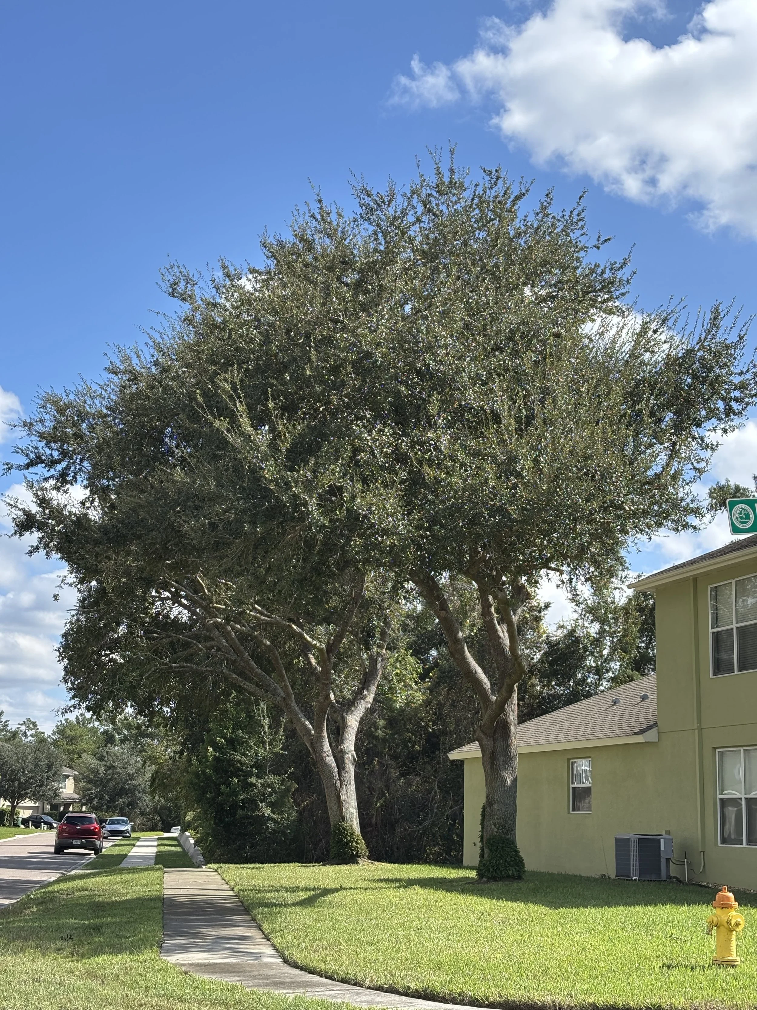 tree trimming, canopy lift, tree service done right, professional tree trimming