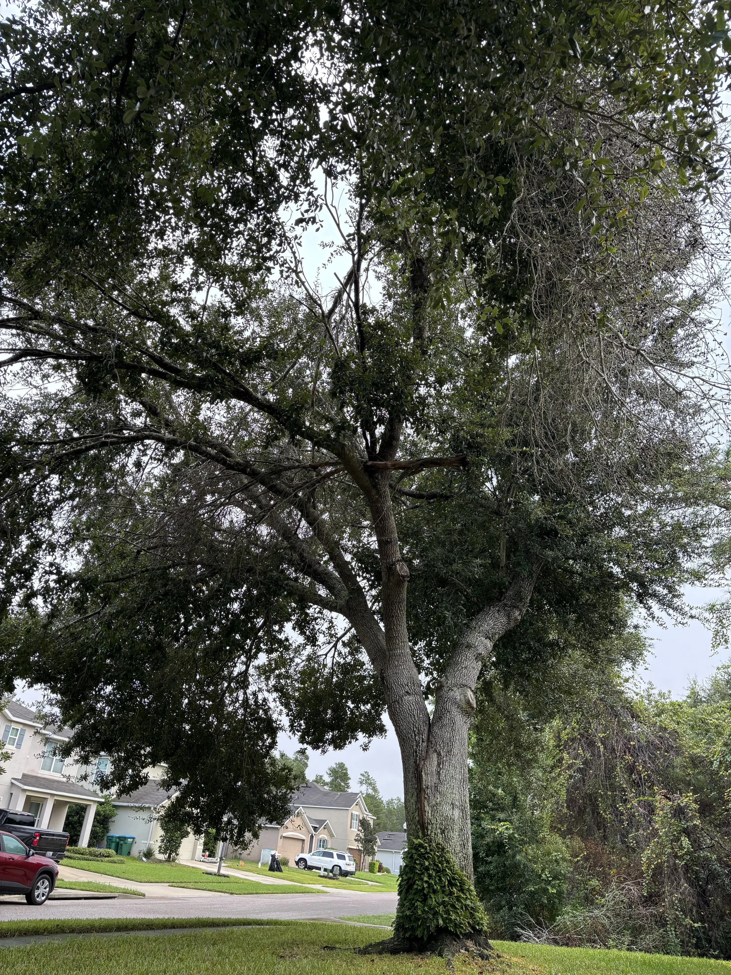 A large mature tree with a thick trunk and dense foliage, situated in a suburban neighborhood with houses, cars, and a well-maintained lawn.